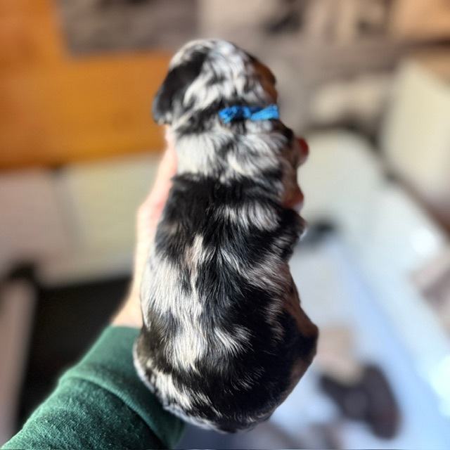 Ripley, photo 3