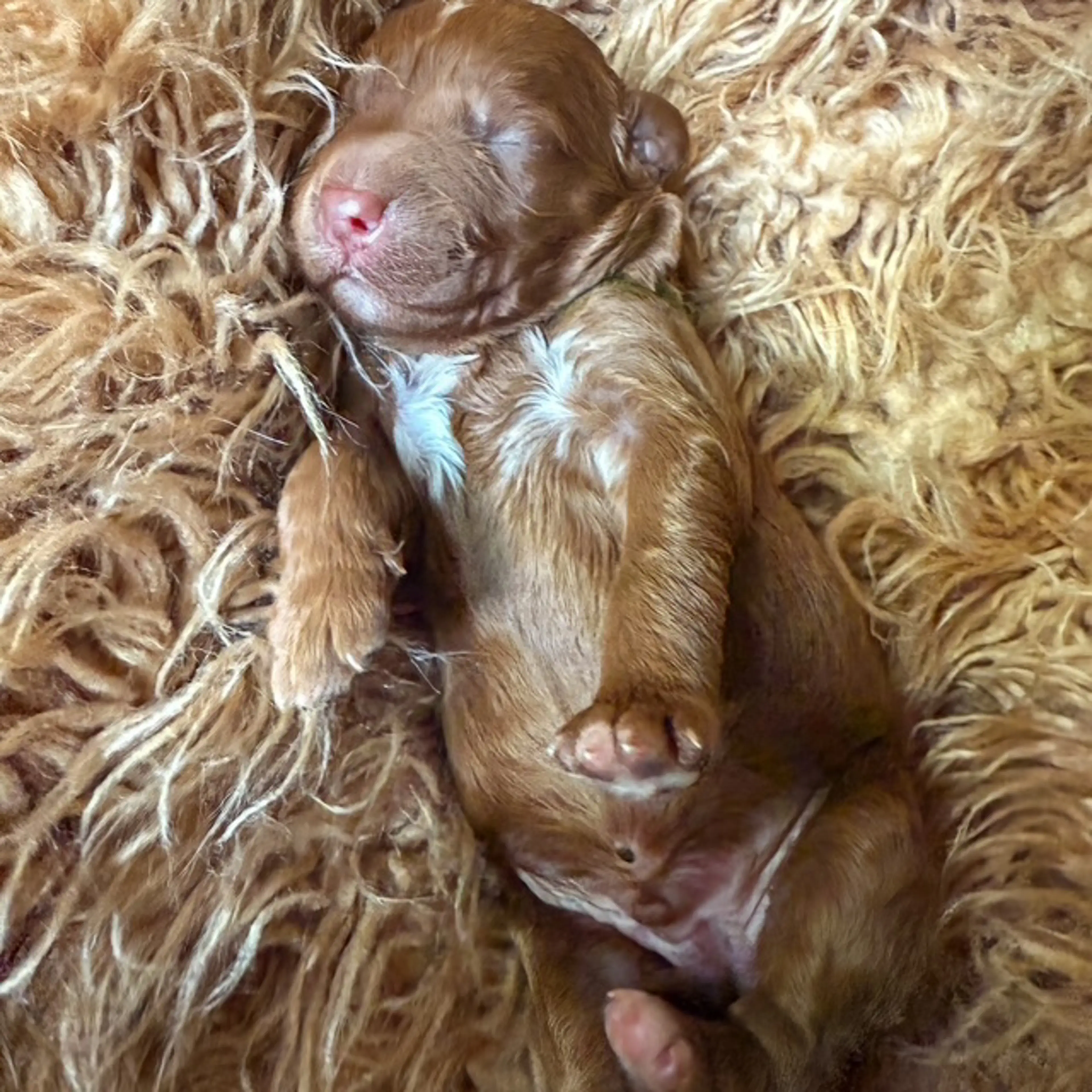 Mr. Charlie, photo 3