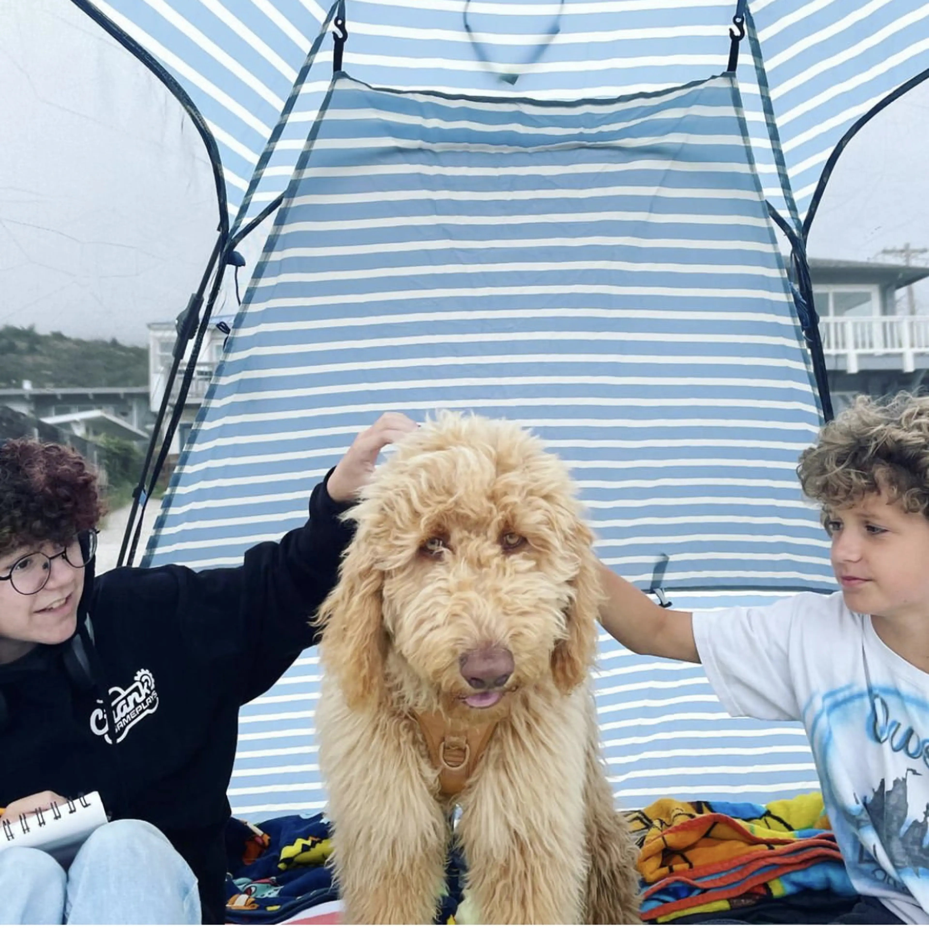 Ollie, photo 7