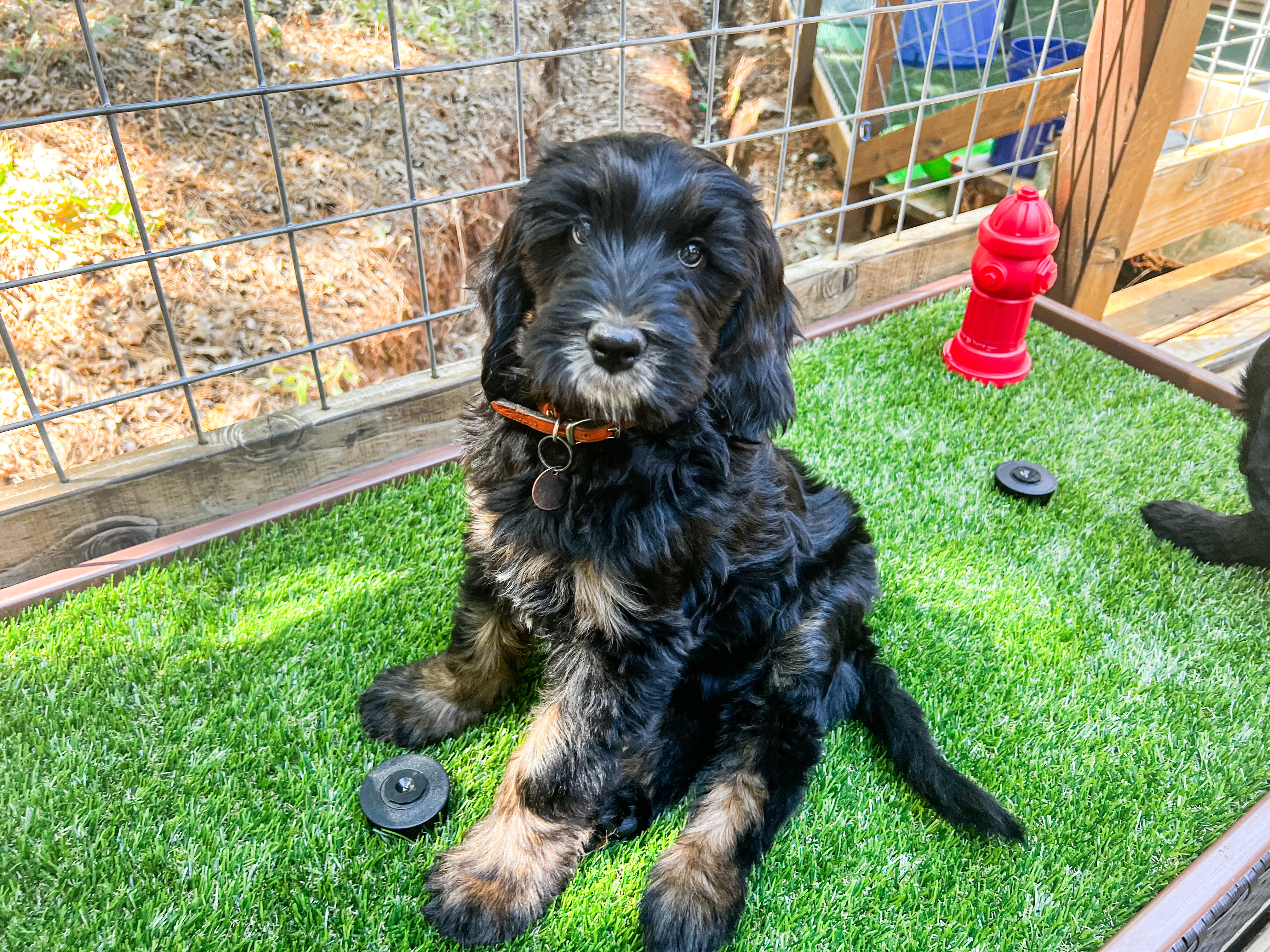 Finn, photo 8