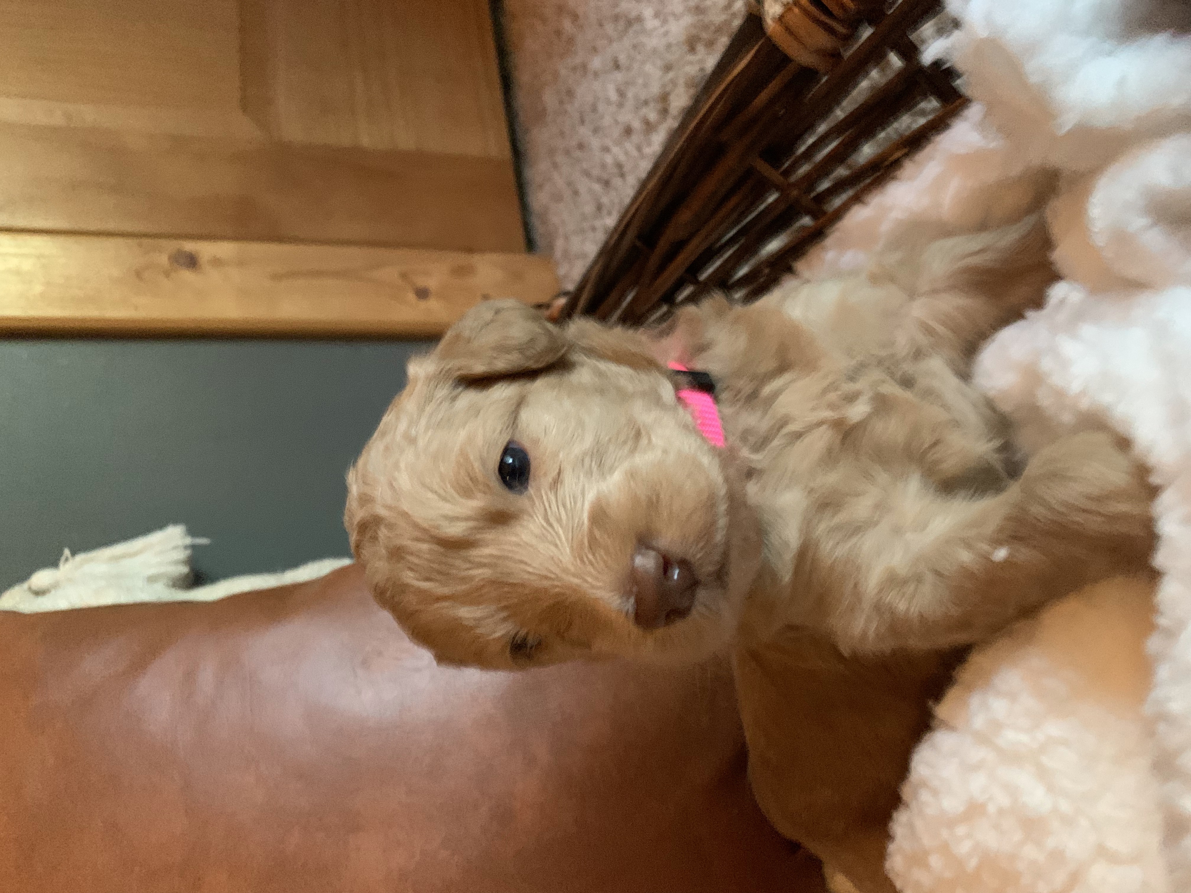 Zookie, photo 12