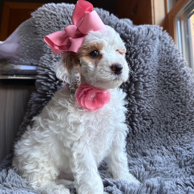 Kaia, photo 3