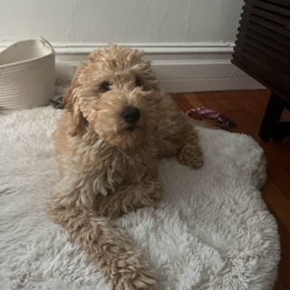 Millie
