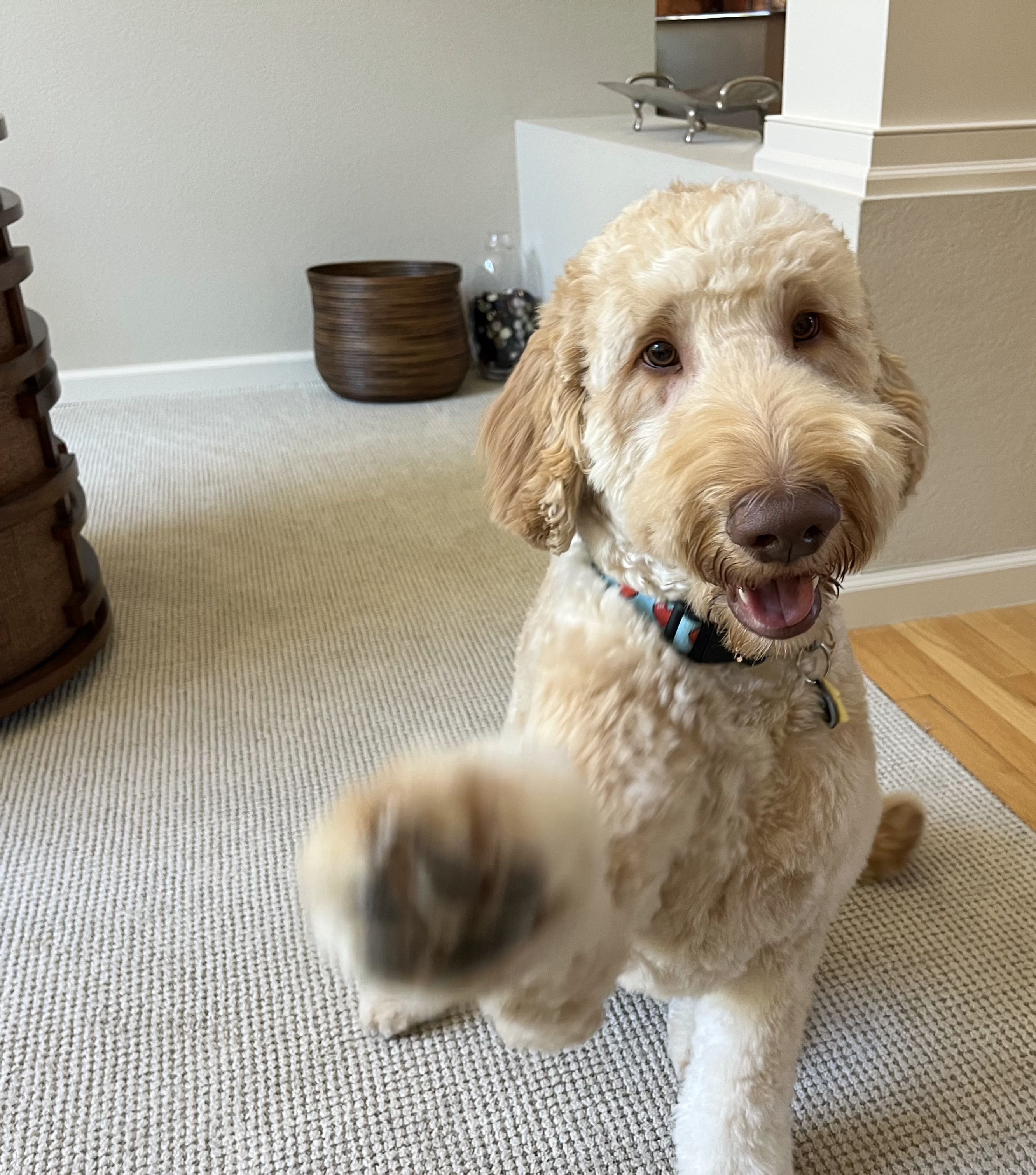 Ollie, photo 9