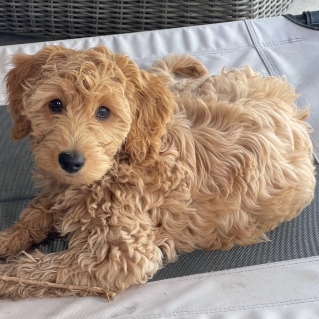 Gracie