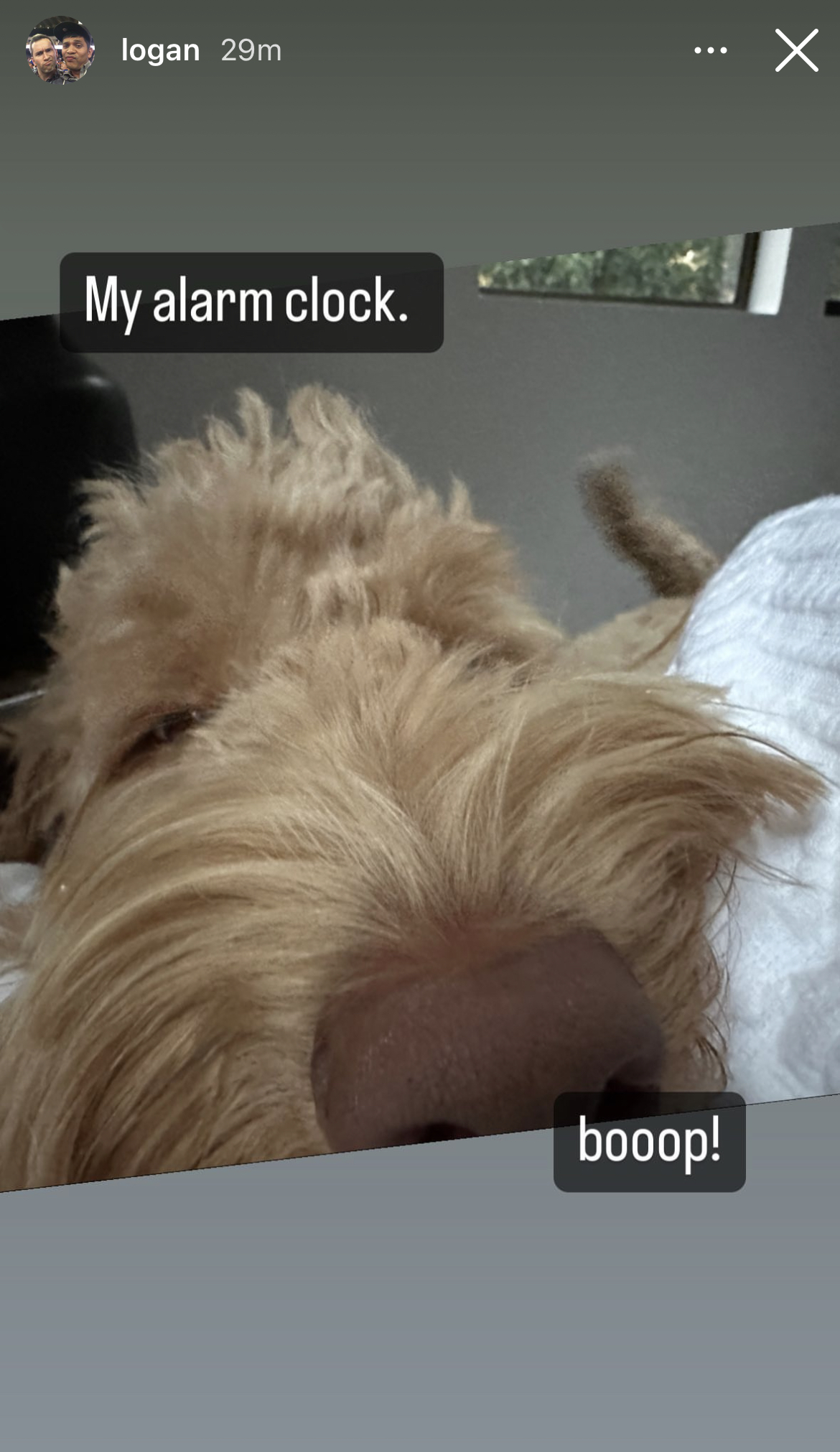 Zookie, photo 4