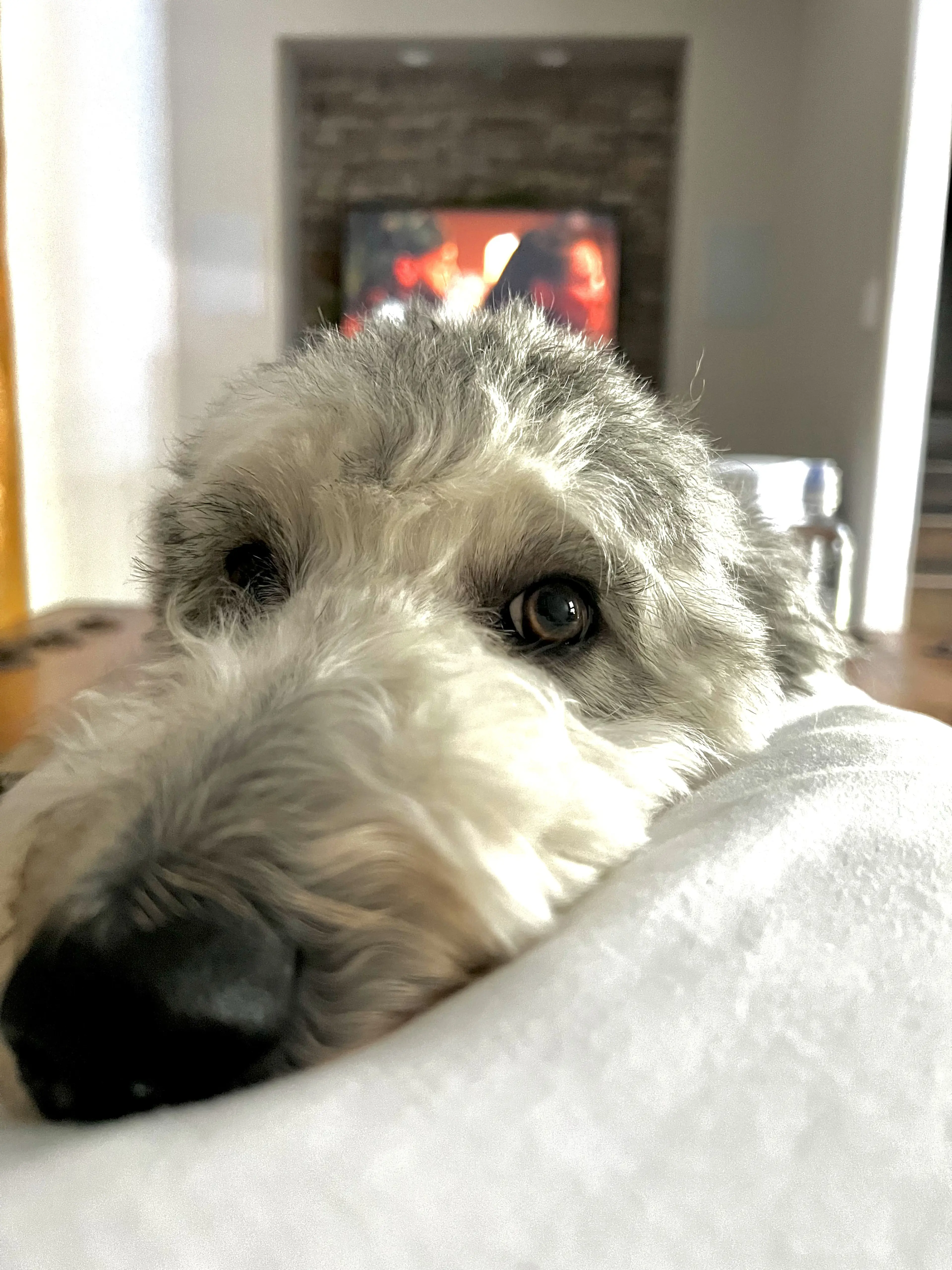 Lola, photo 20