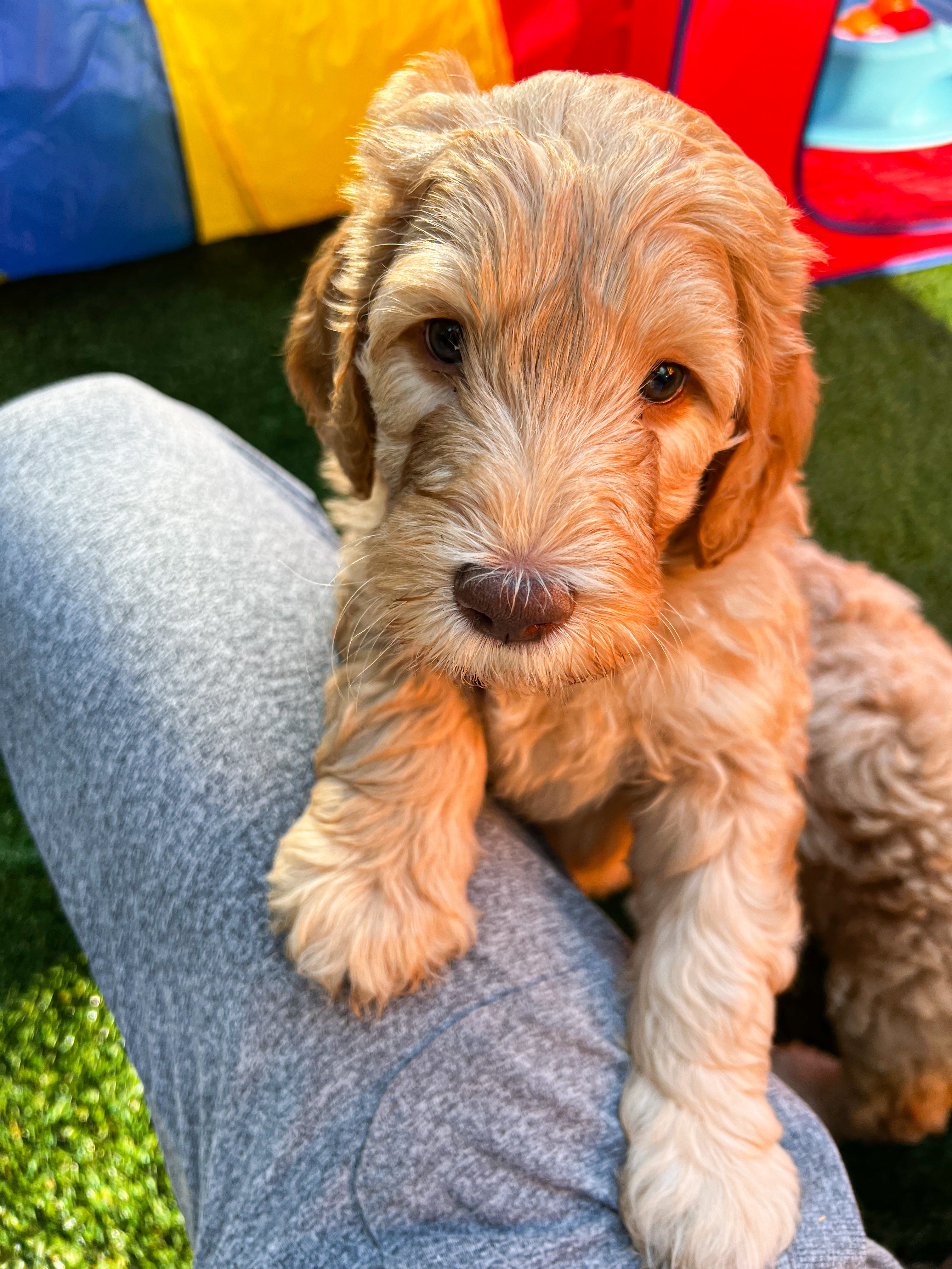 Ollie, photo 7