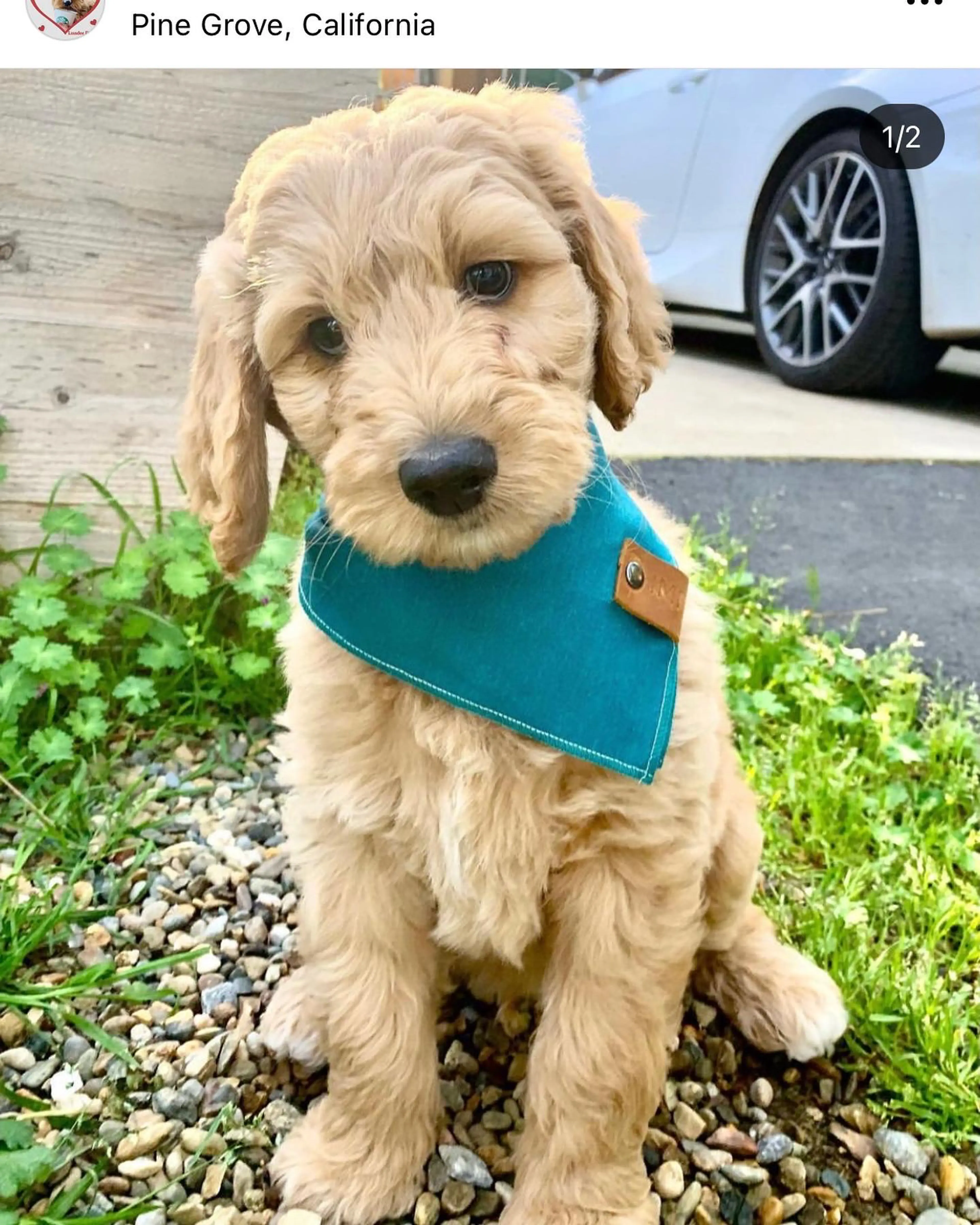Gus, photo 4