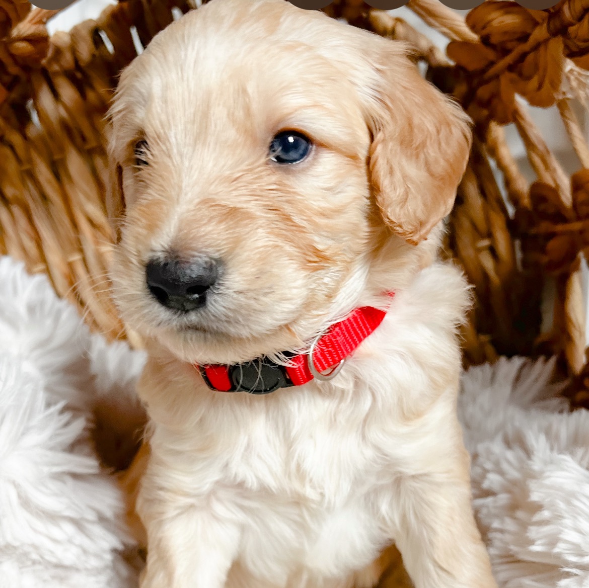 Rufus, photo 4