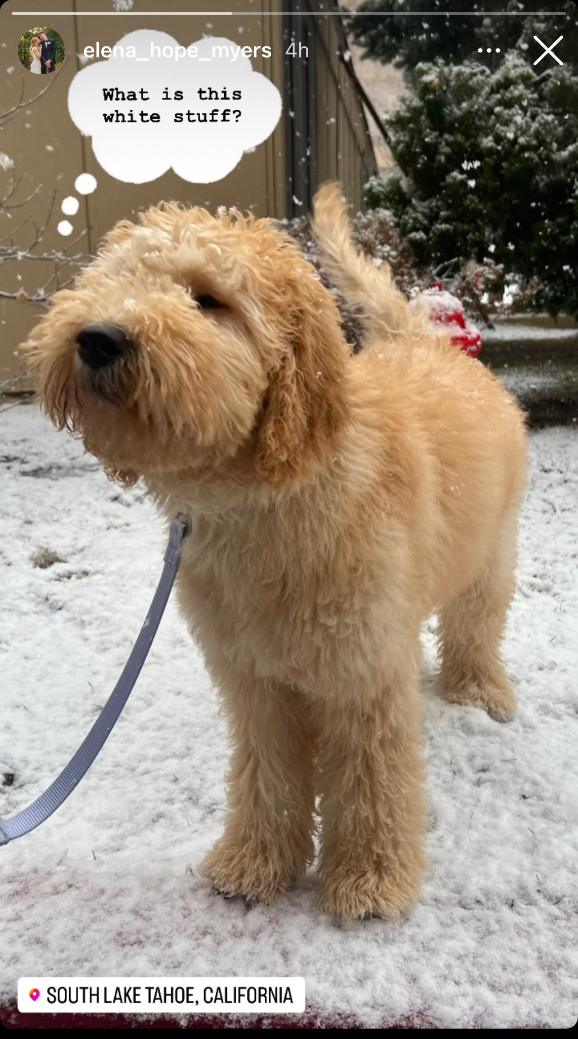 Millie, photo 2