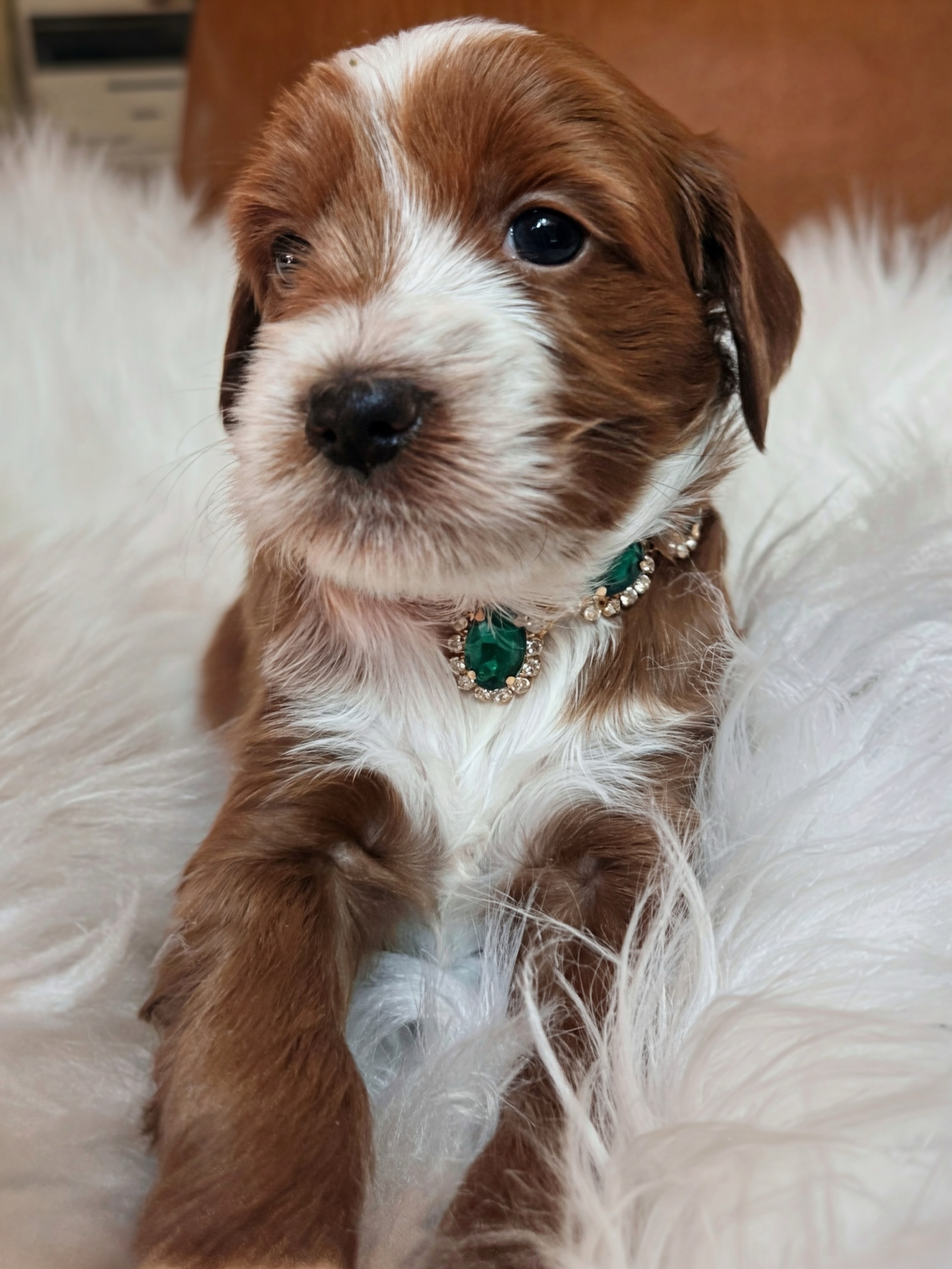 Vesper, photo 2