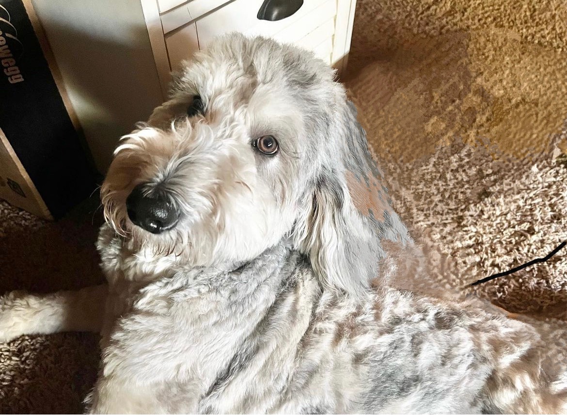 Lola, photo 16