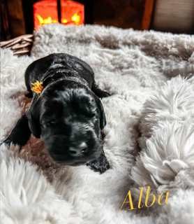 Alba, photo 3
