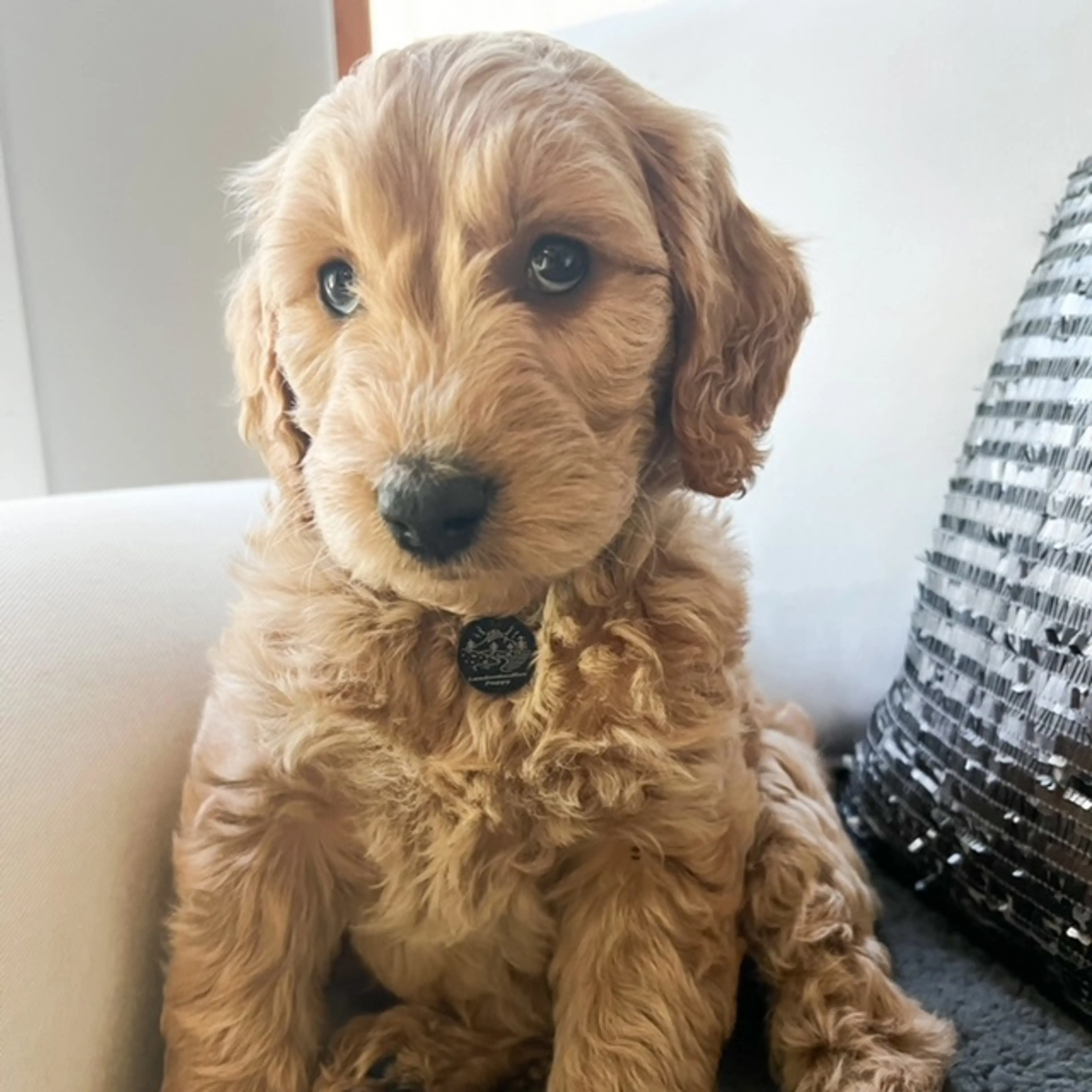 Gracie, photo 2
