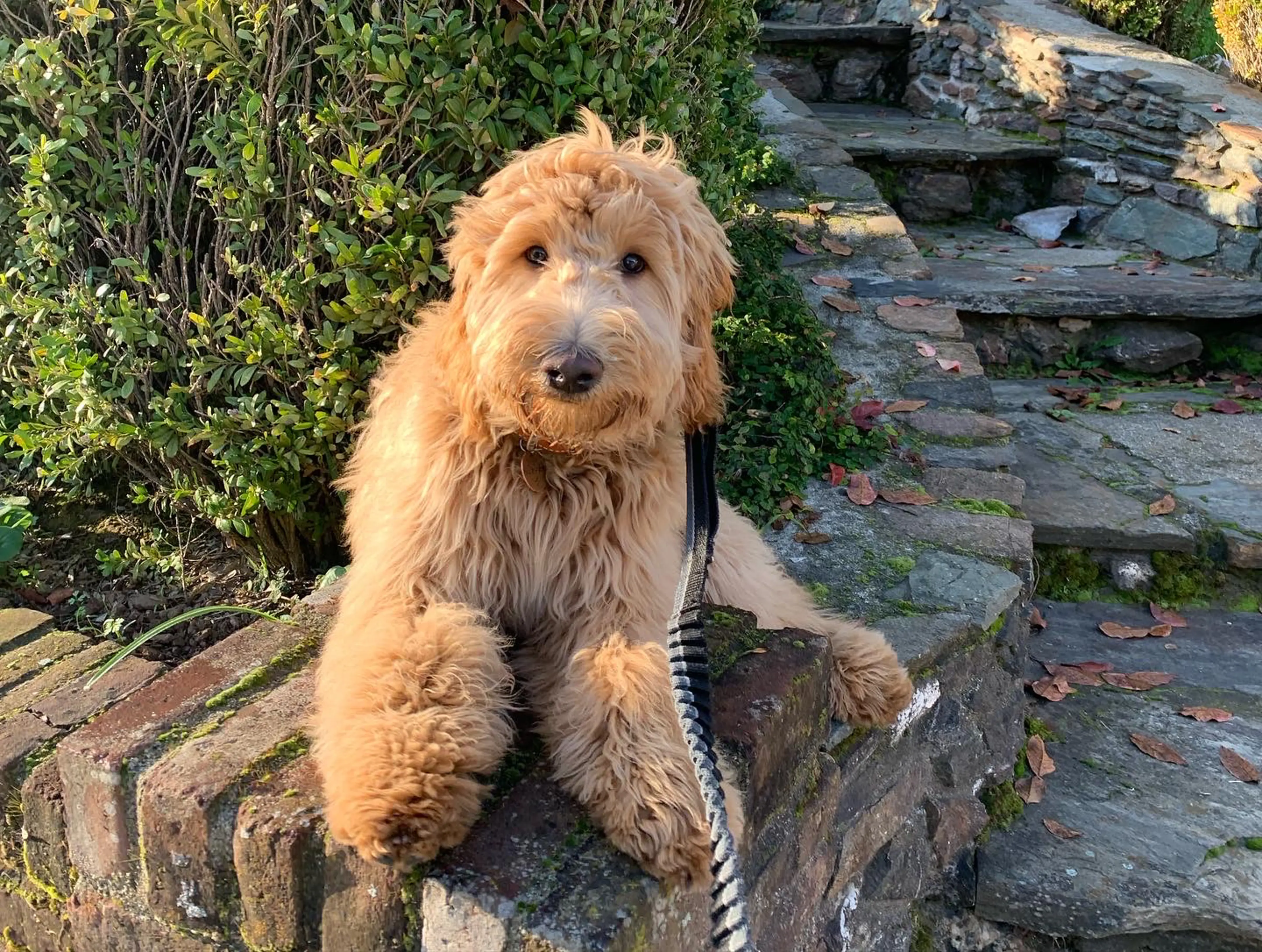 Rowan, photo 30
