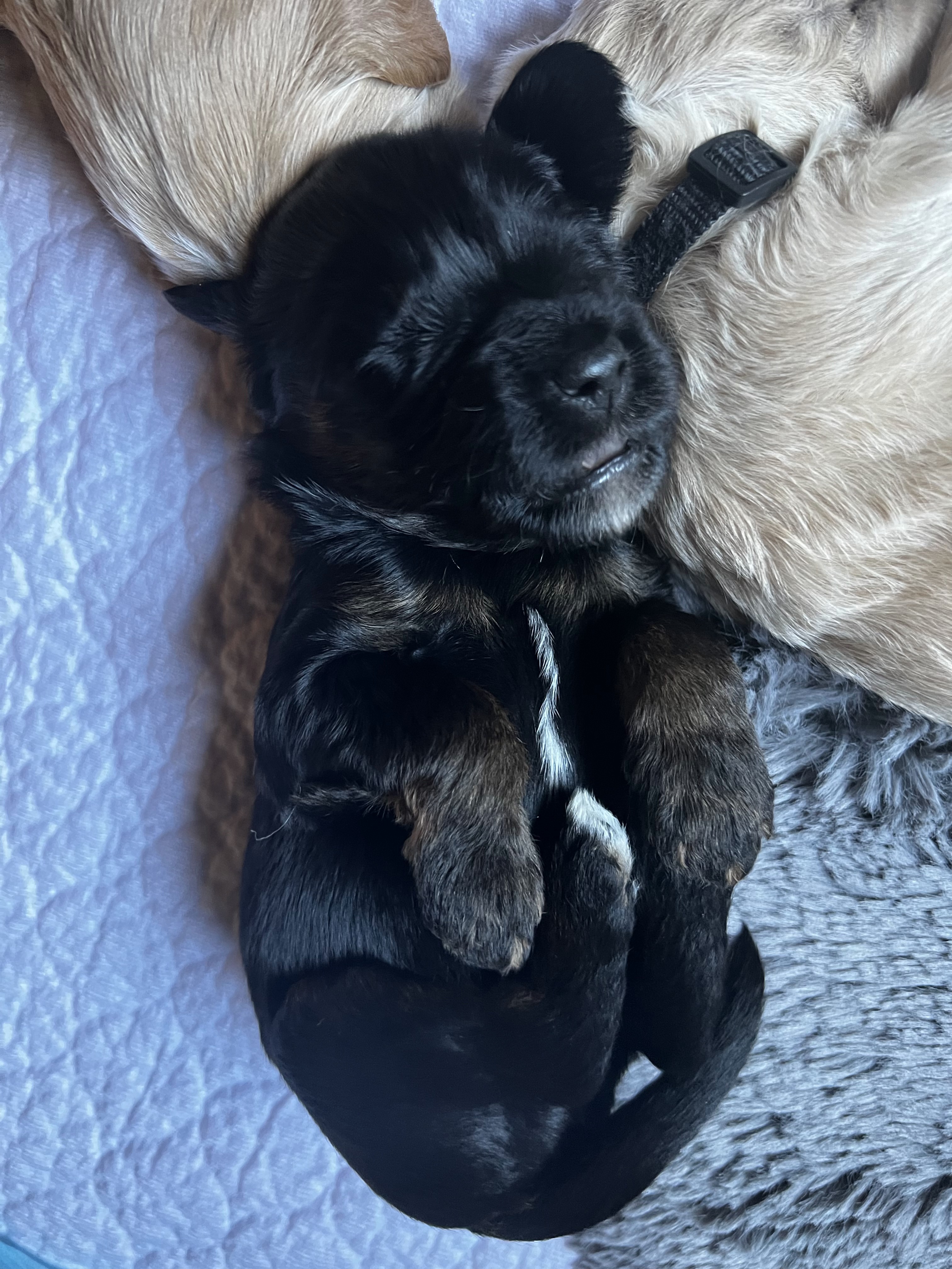 Finn, photo 2