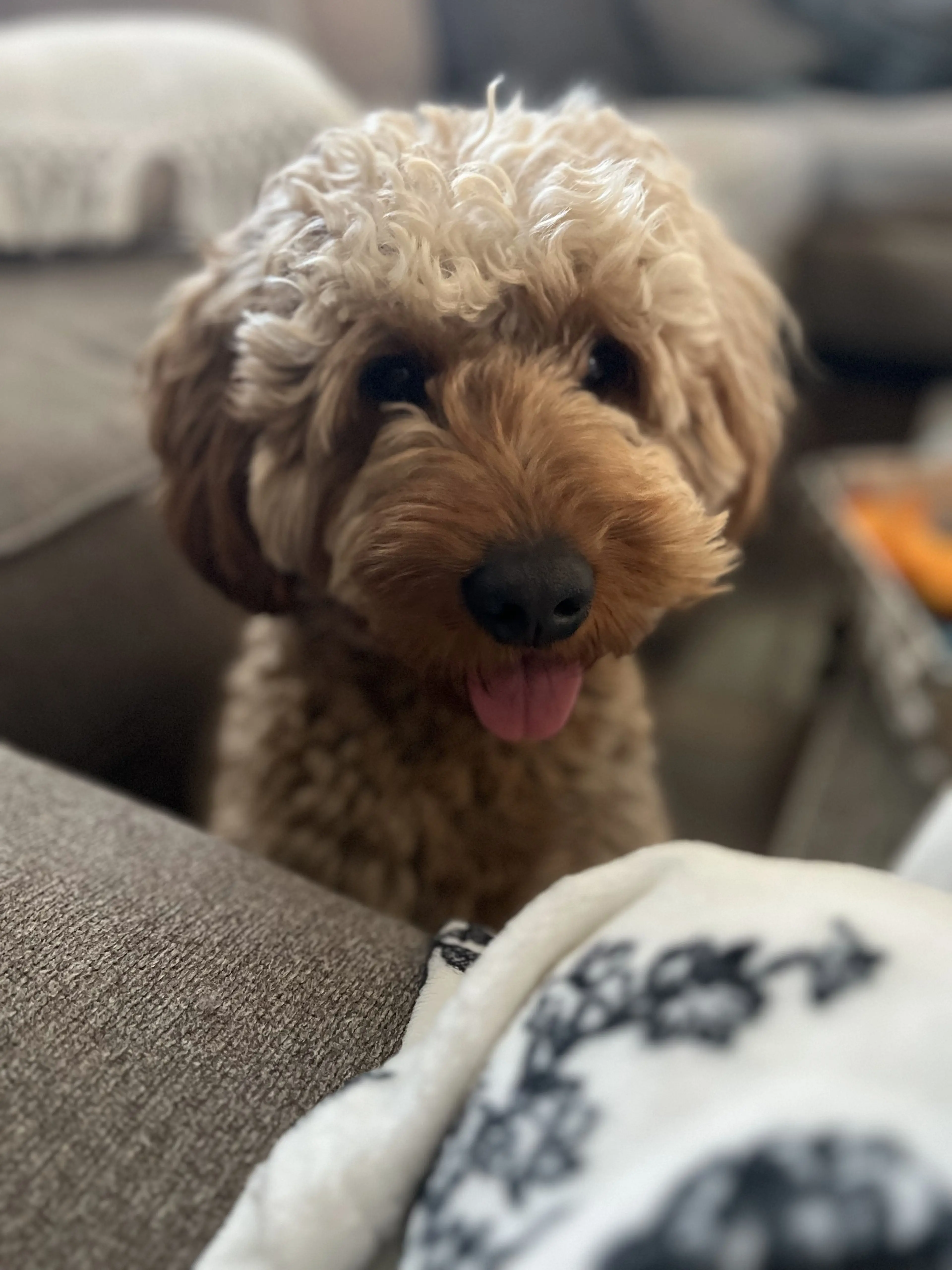 Duke, photo 1
