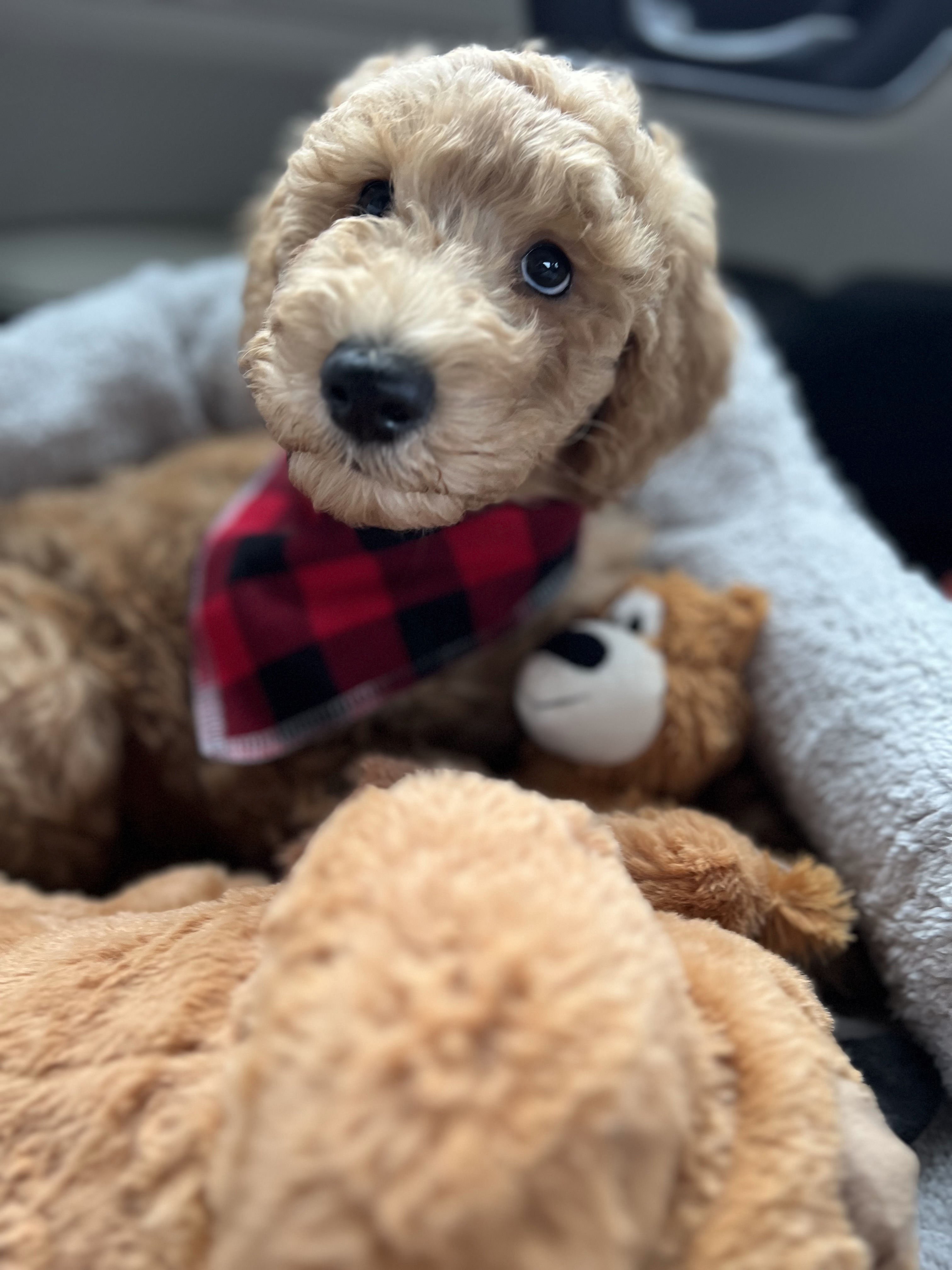 Murphy, photo 4