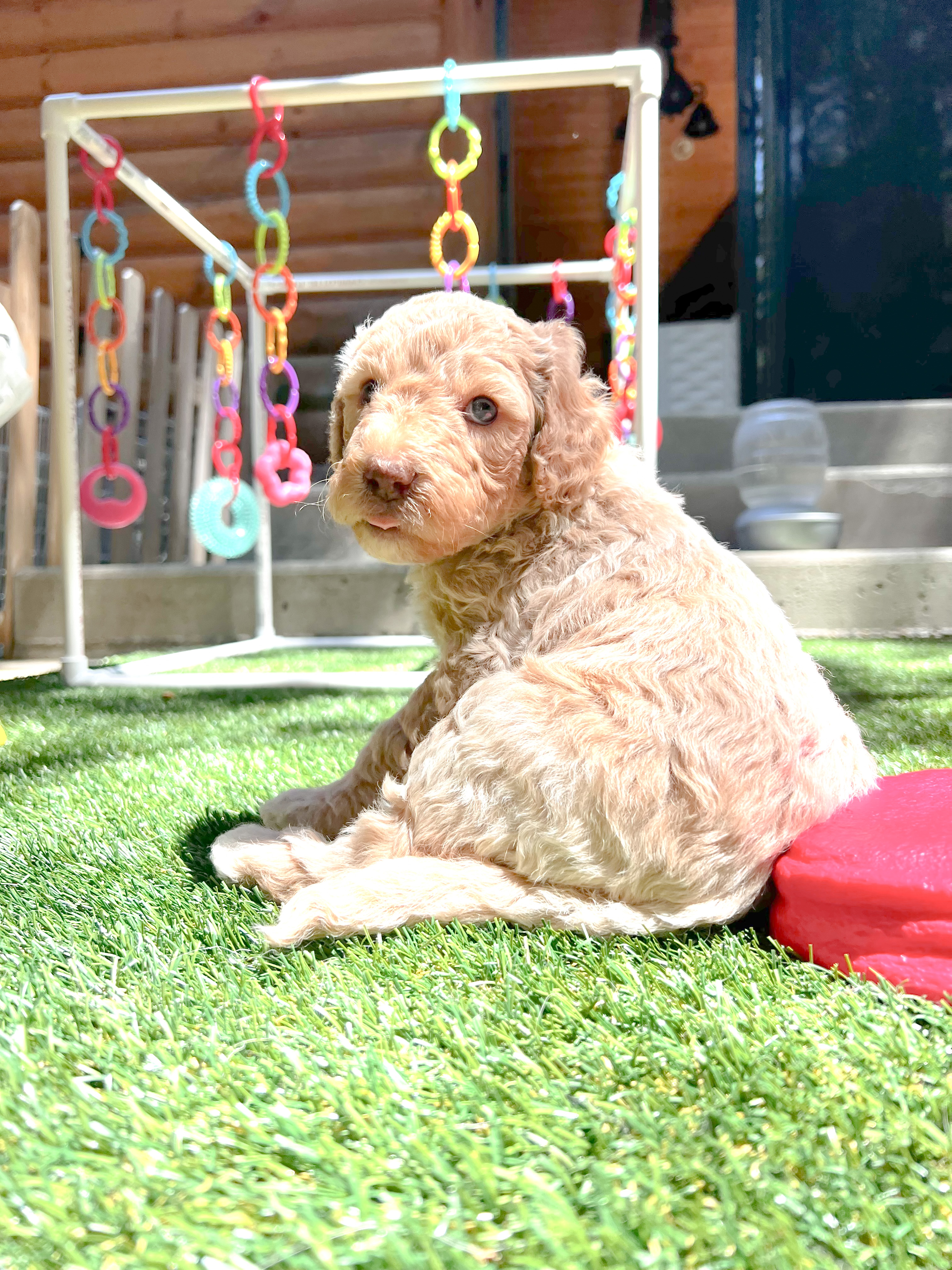 Penny, photo 6