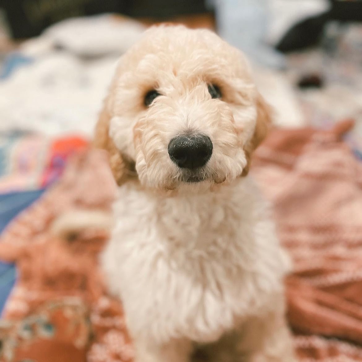 Ollie, photo 2
