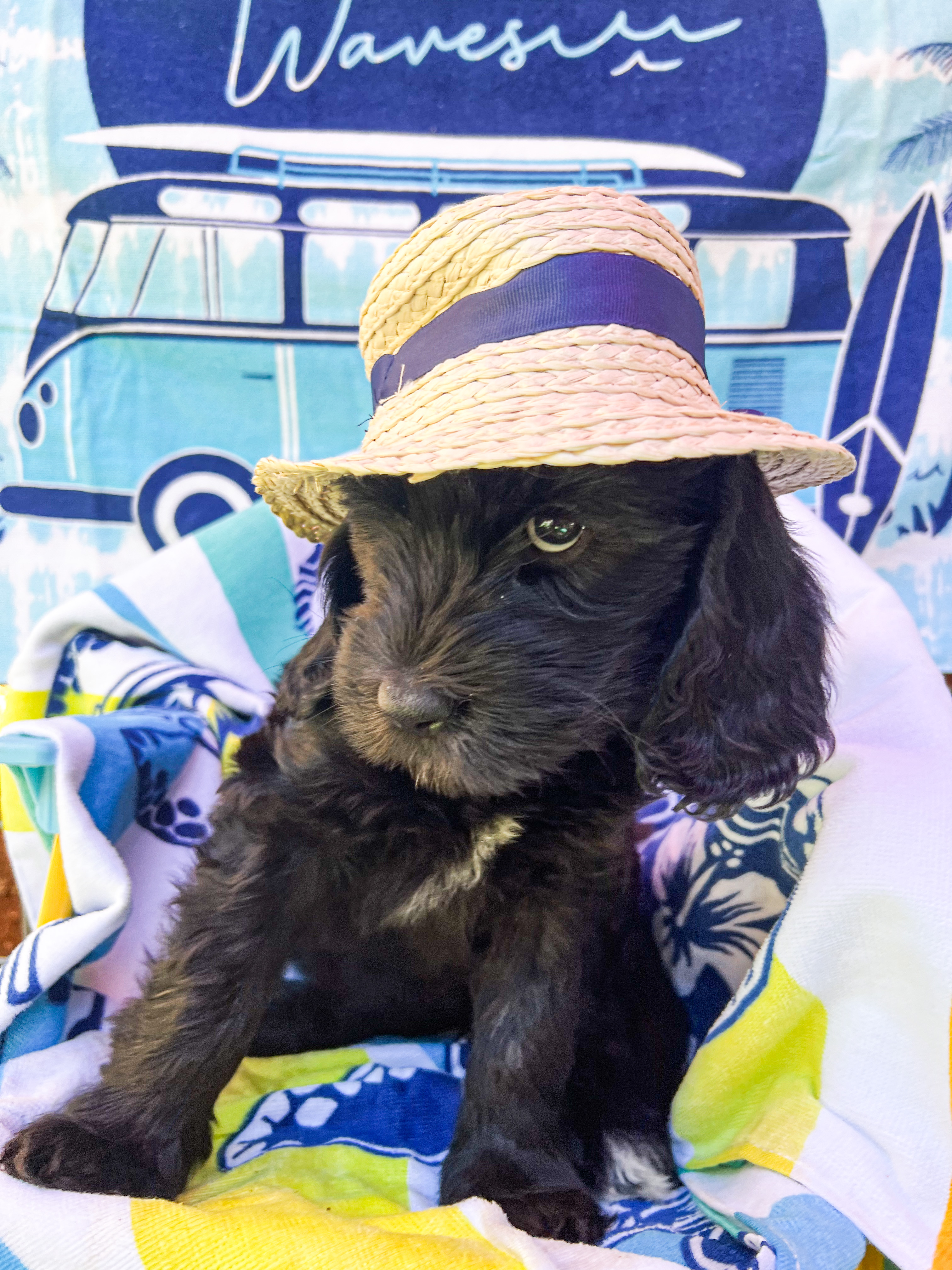 Olive, photo 7
