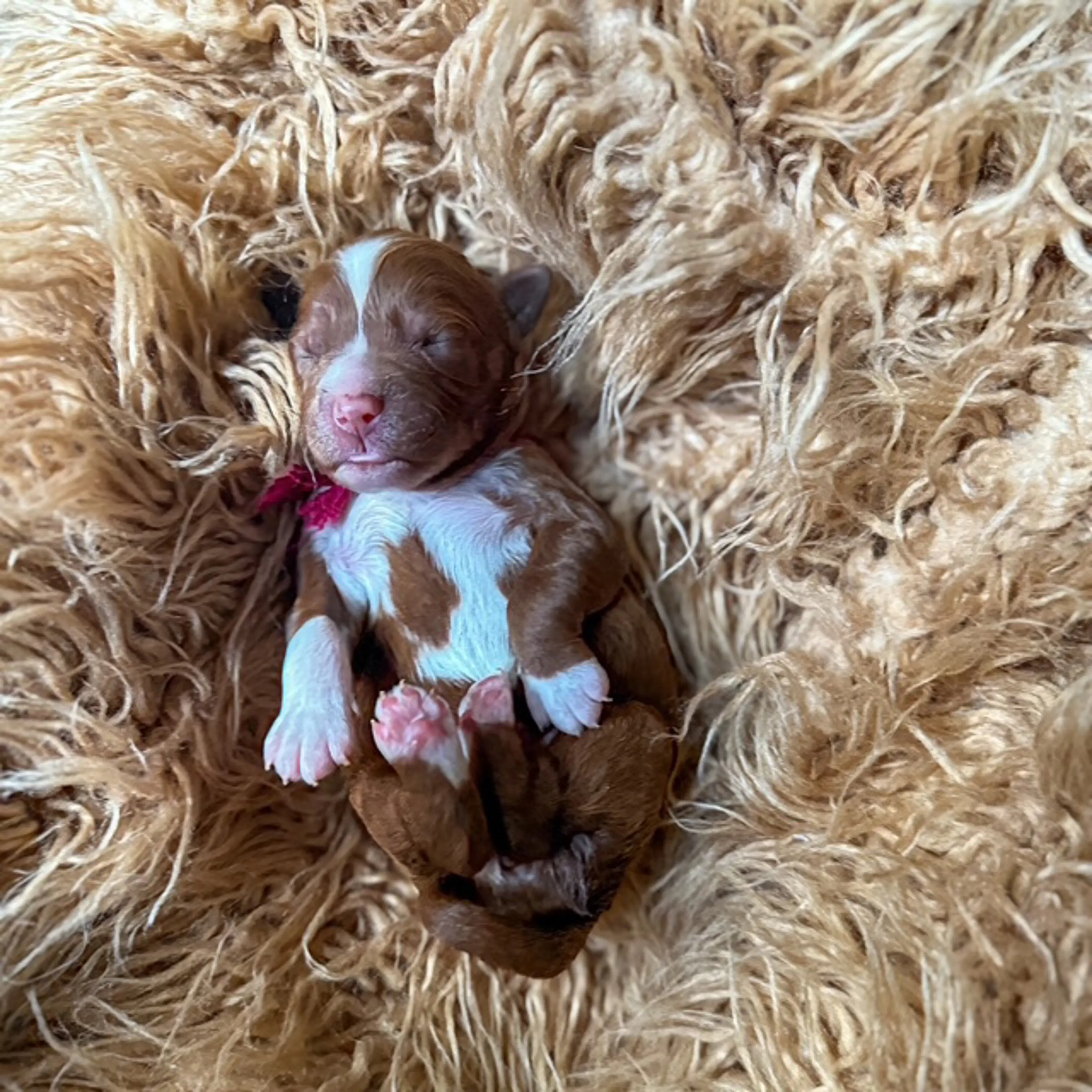Clover, photo 3