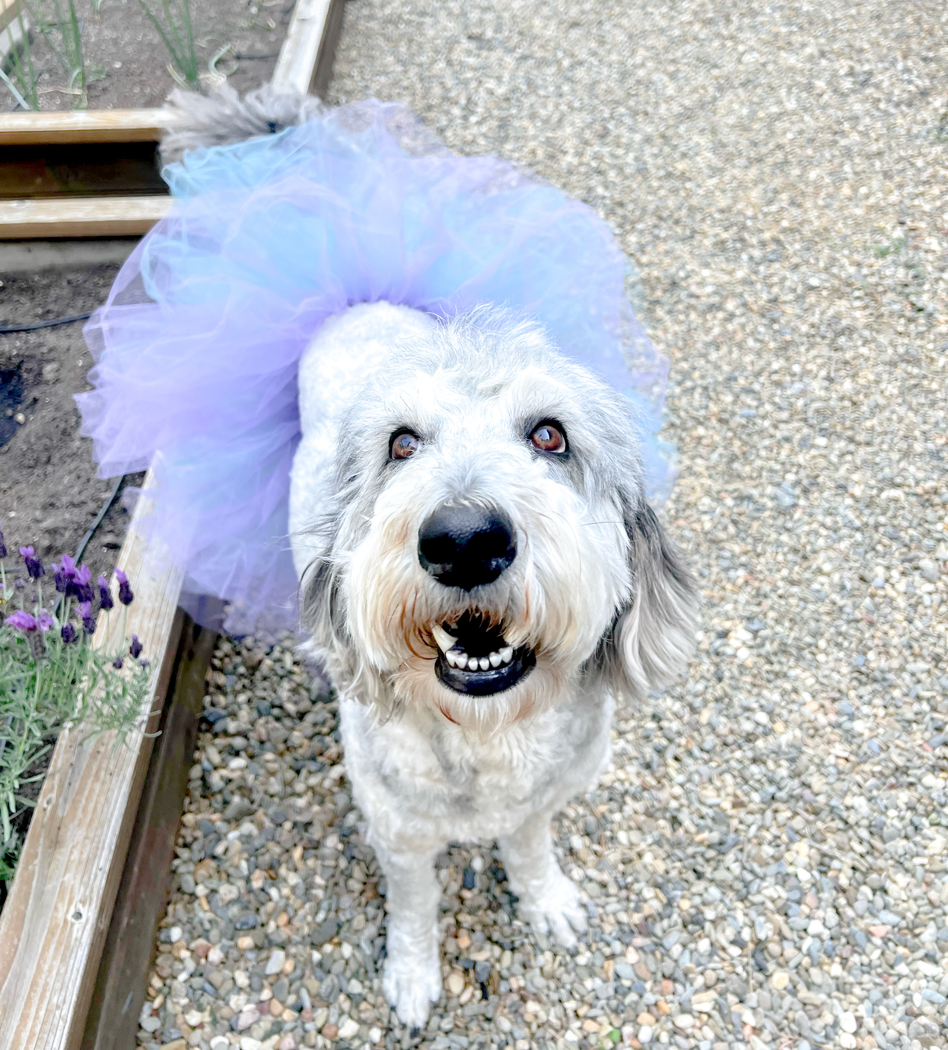 Lola, photo 5