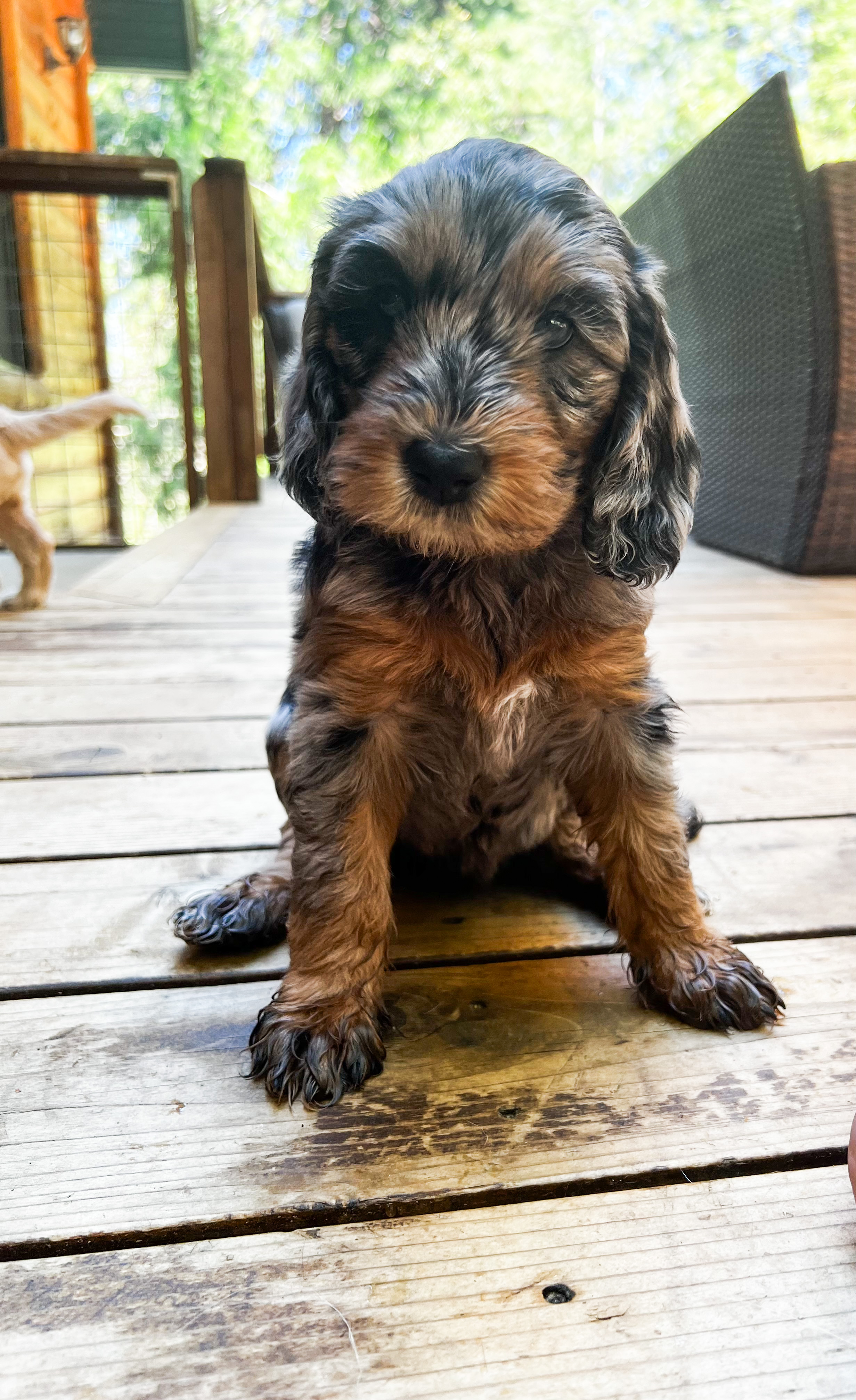 Charlie, photo 6