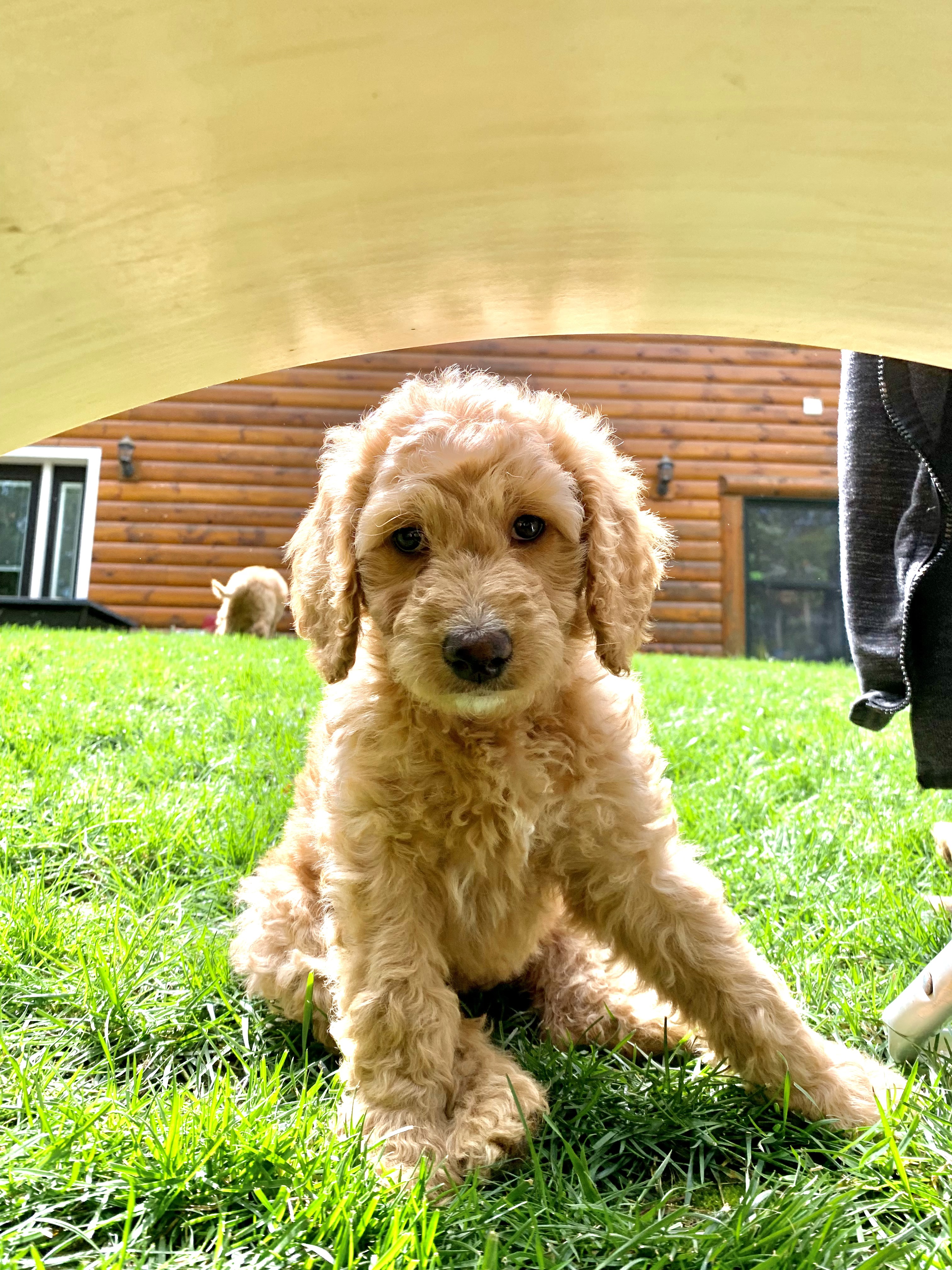 Molly, photo 3