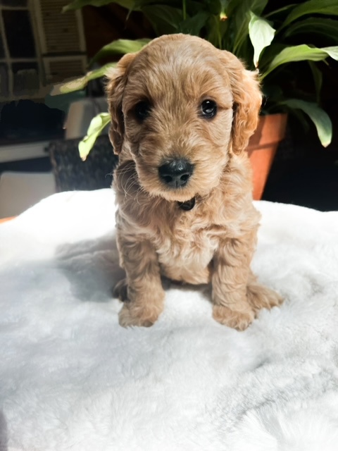 Gracie, photo 3