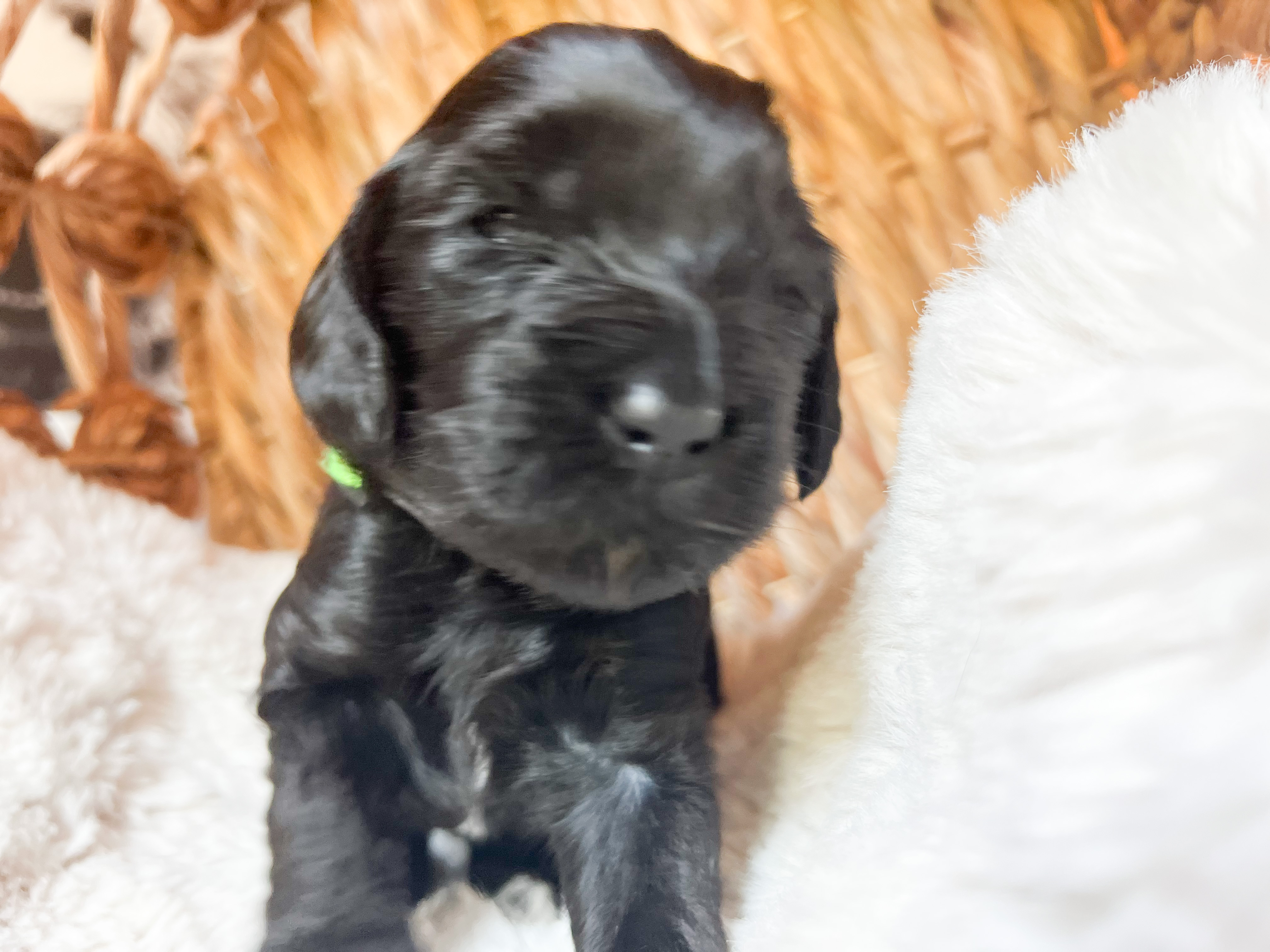 Olive, photo 6