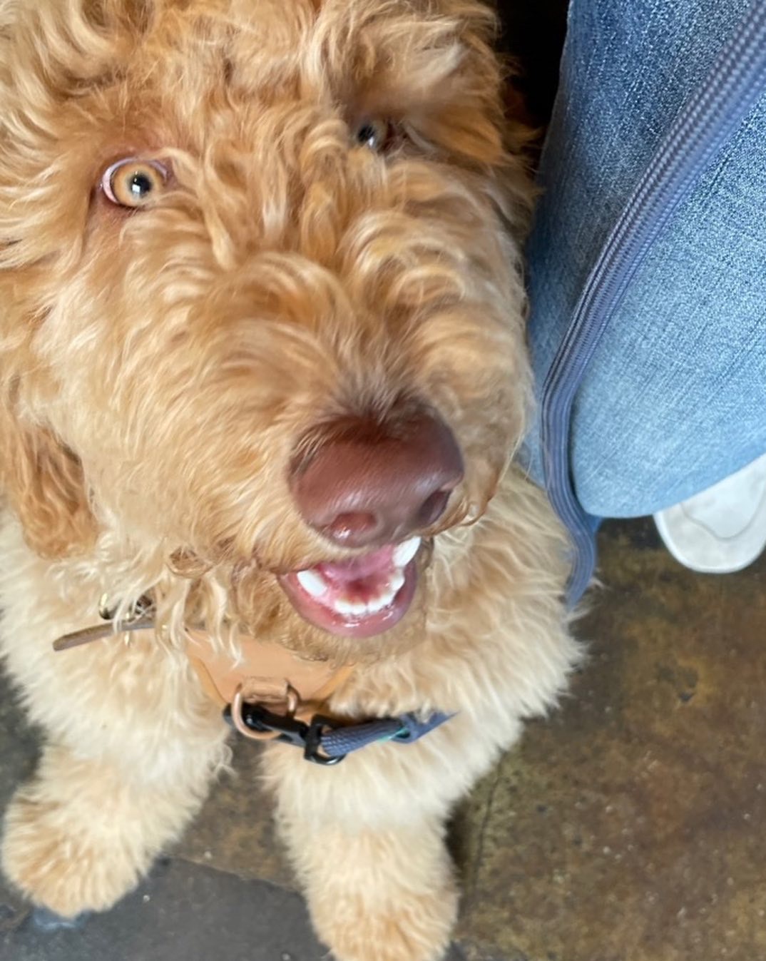 Ollie, photo 23