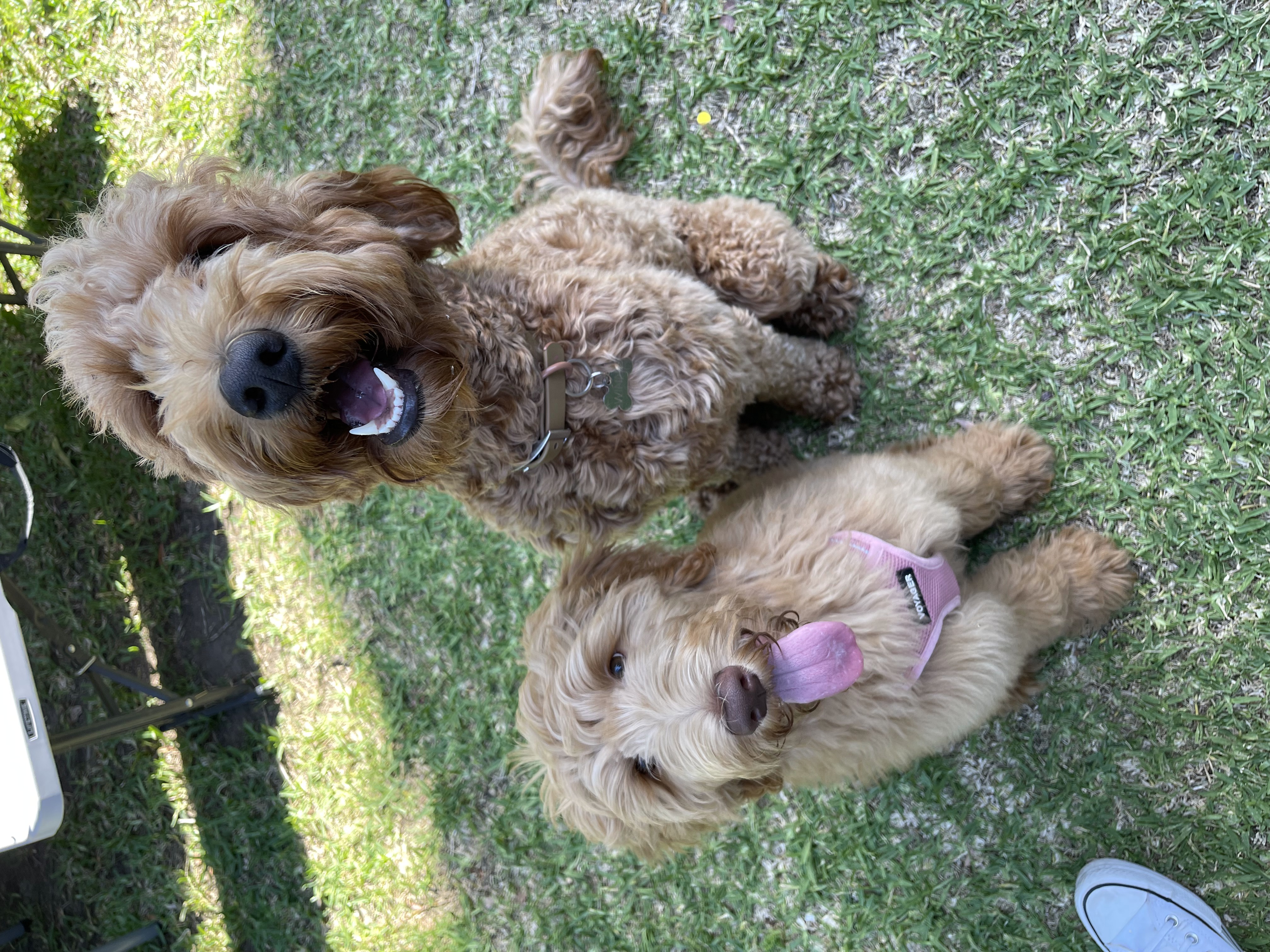 Nala, photo 8