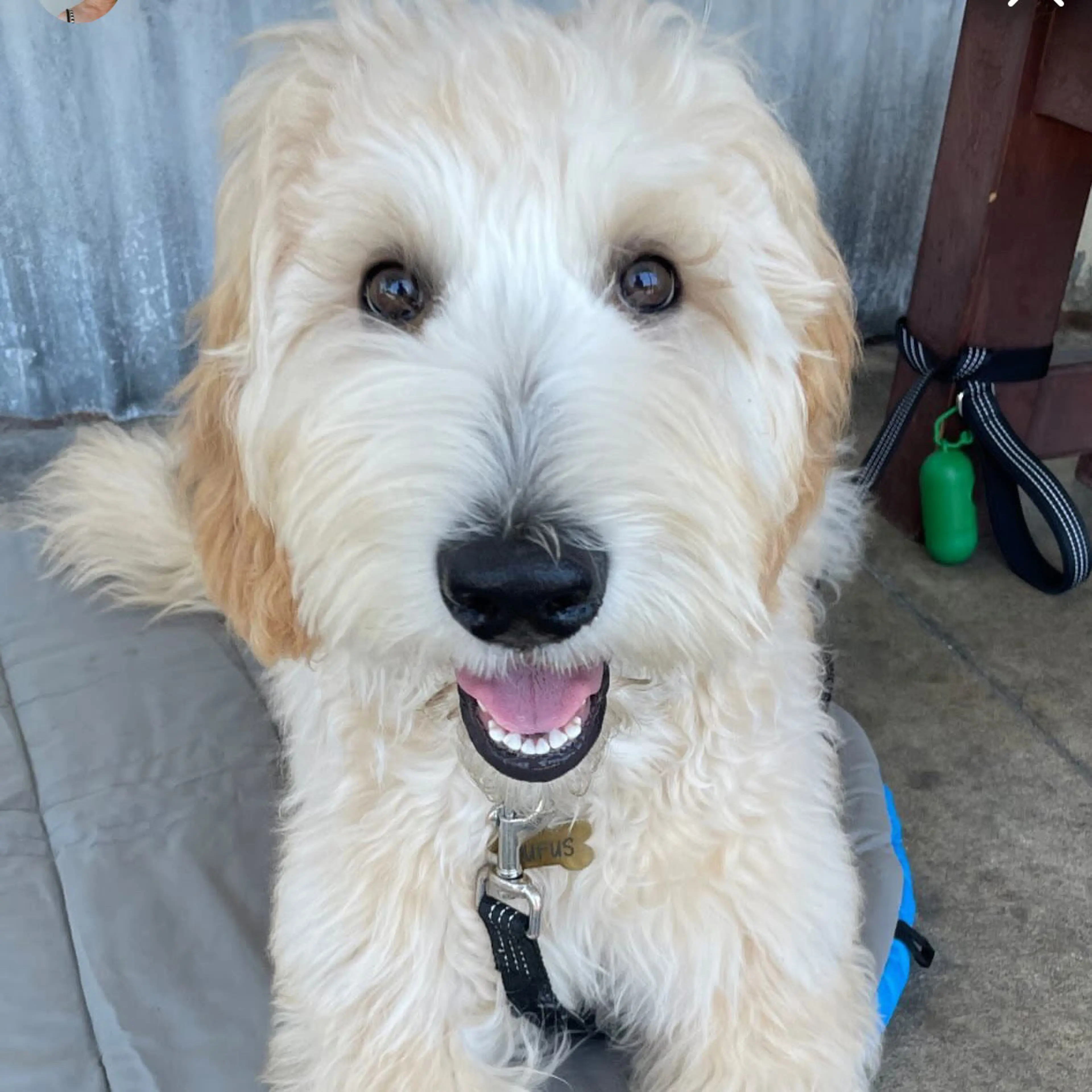 Rufus