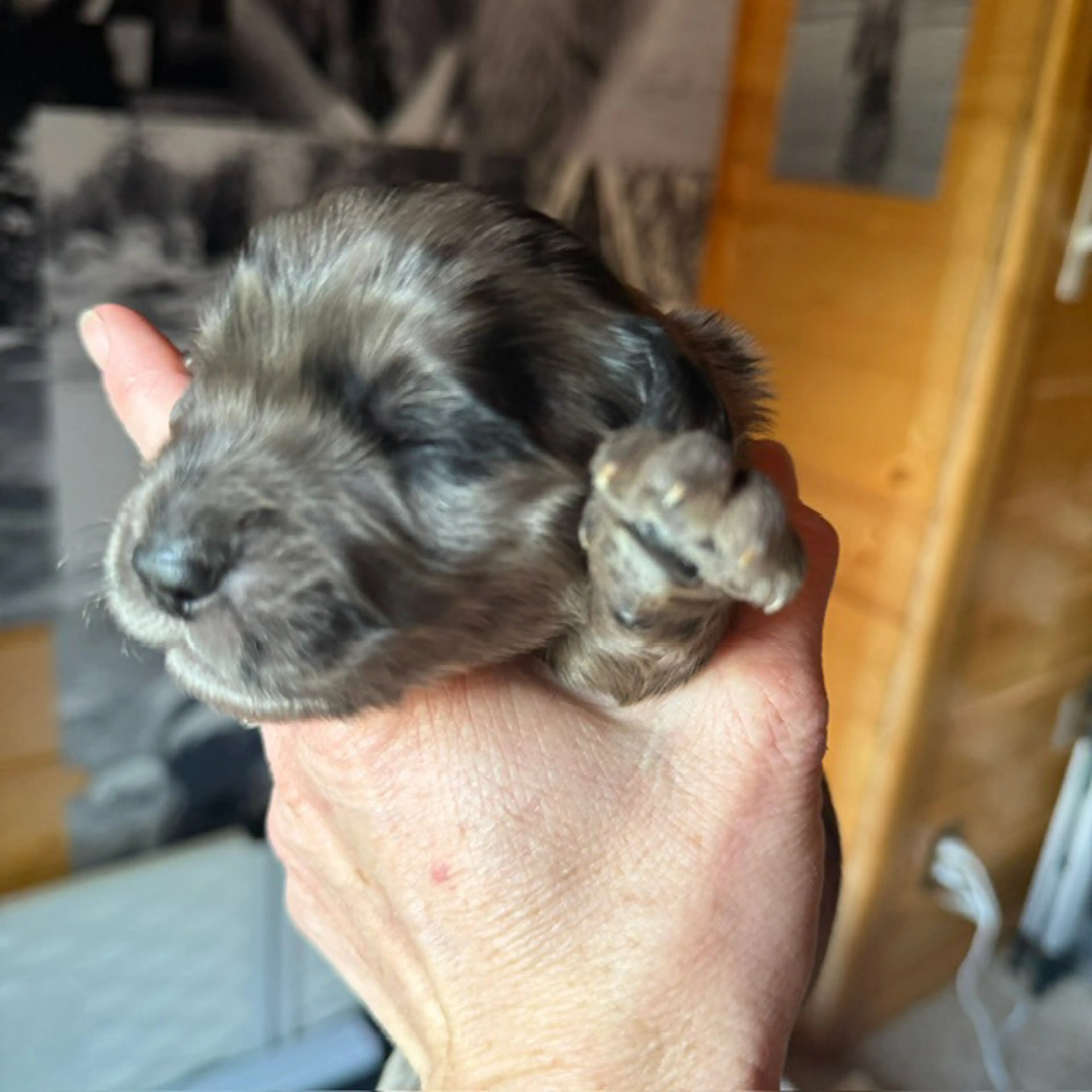 Cooper, photo 3