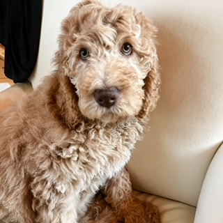 Penny