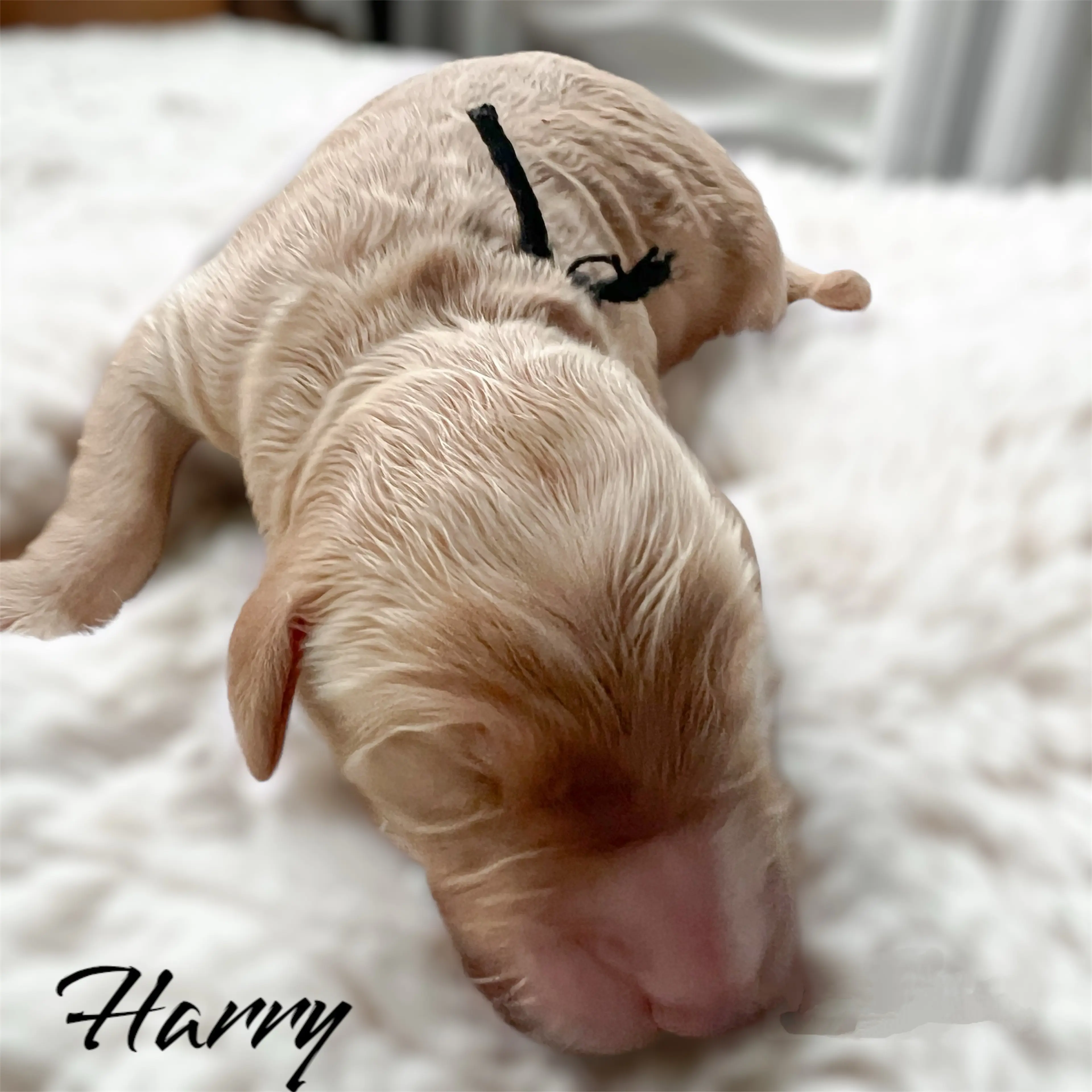Rufus, photo 3