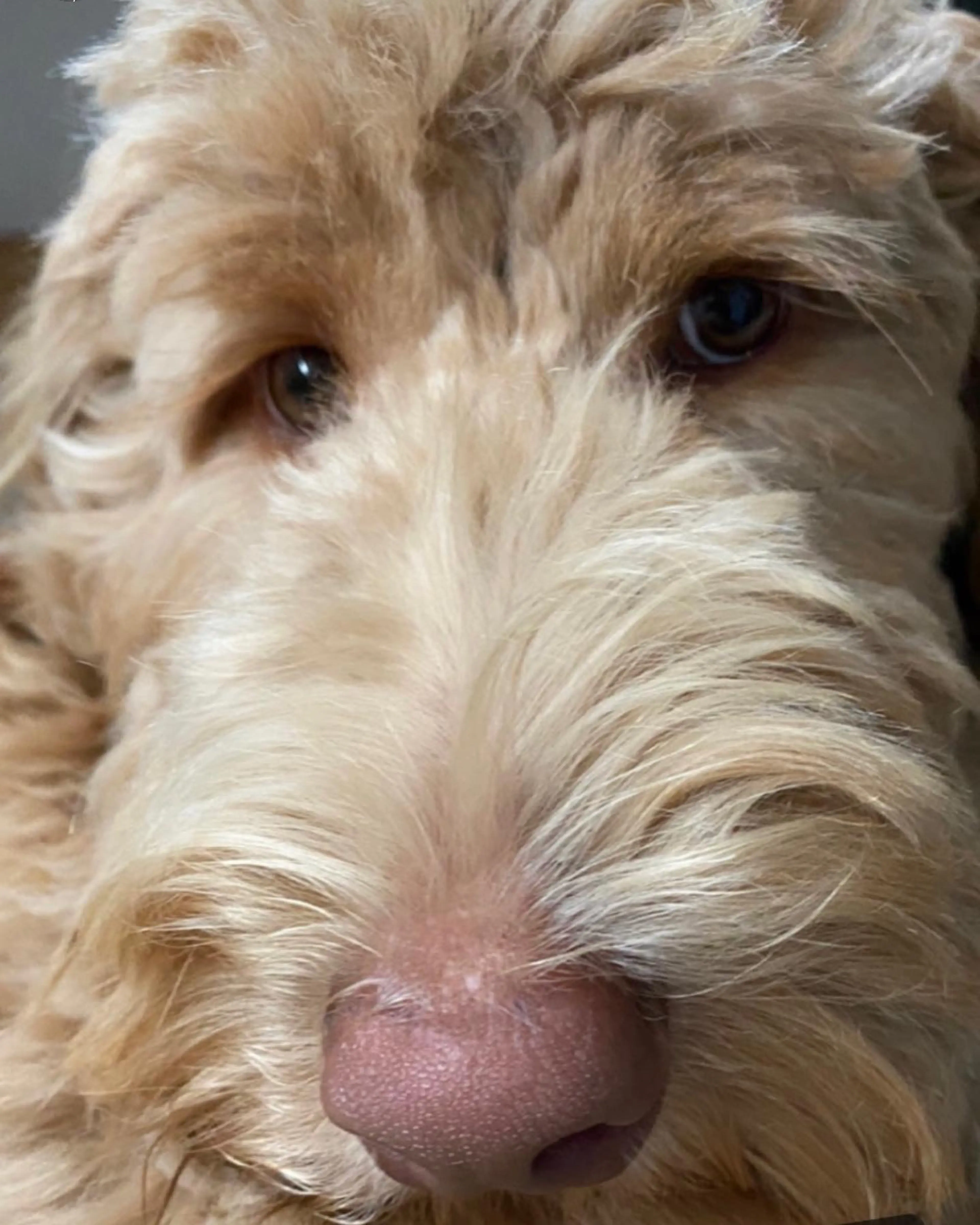 Zookie, photo 9