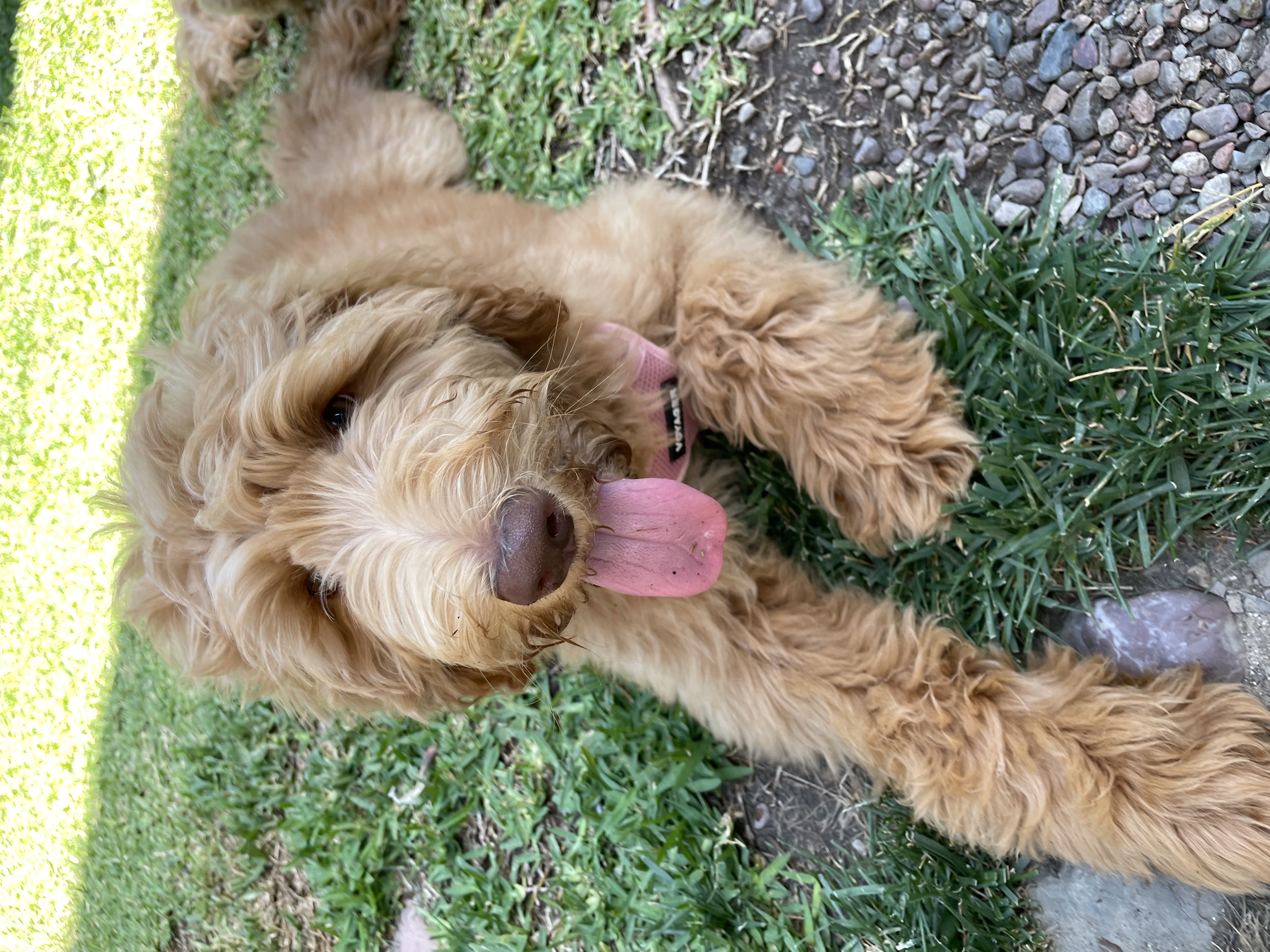 Nala, photo 9