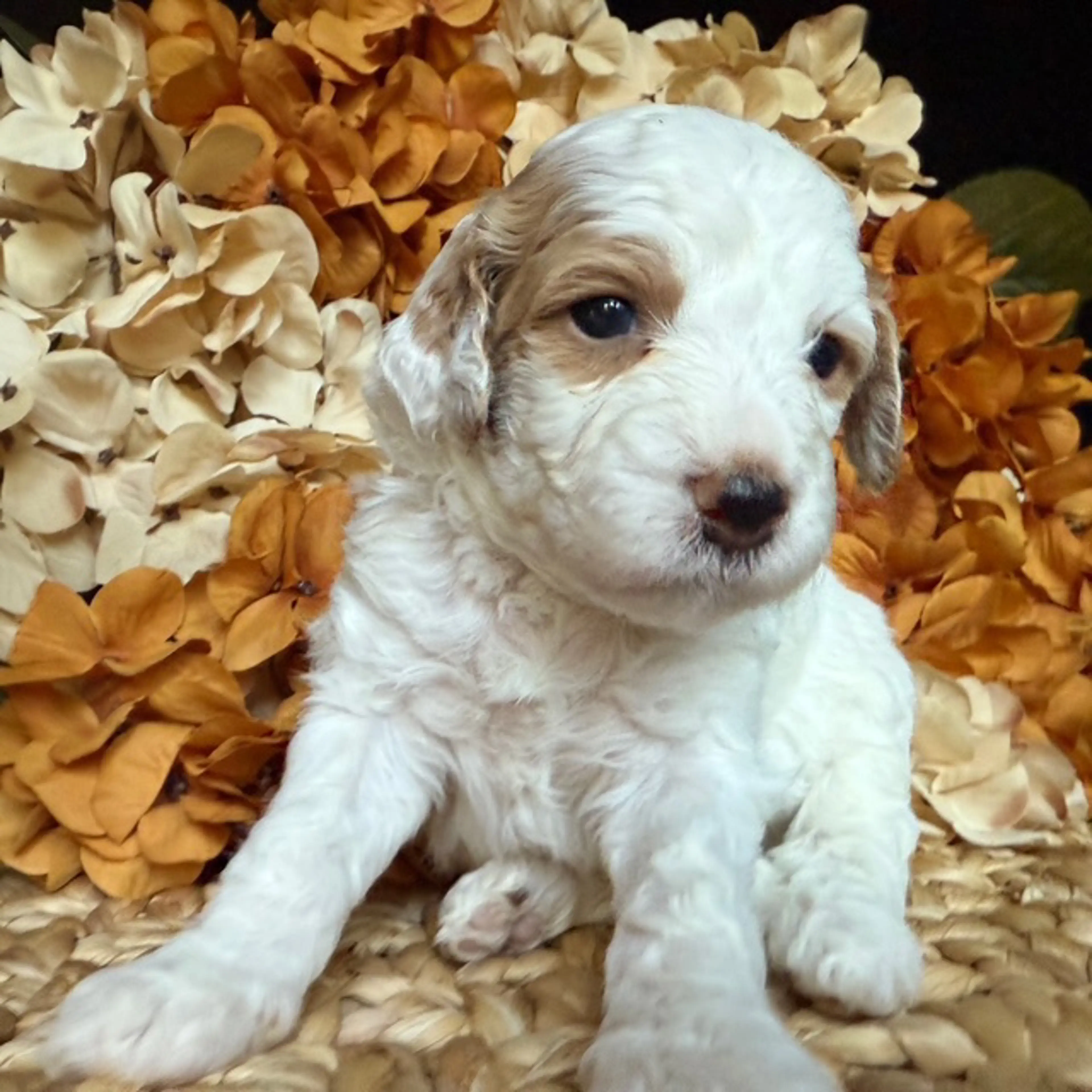 Kaia, photo 6