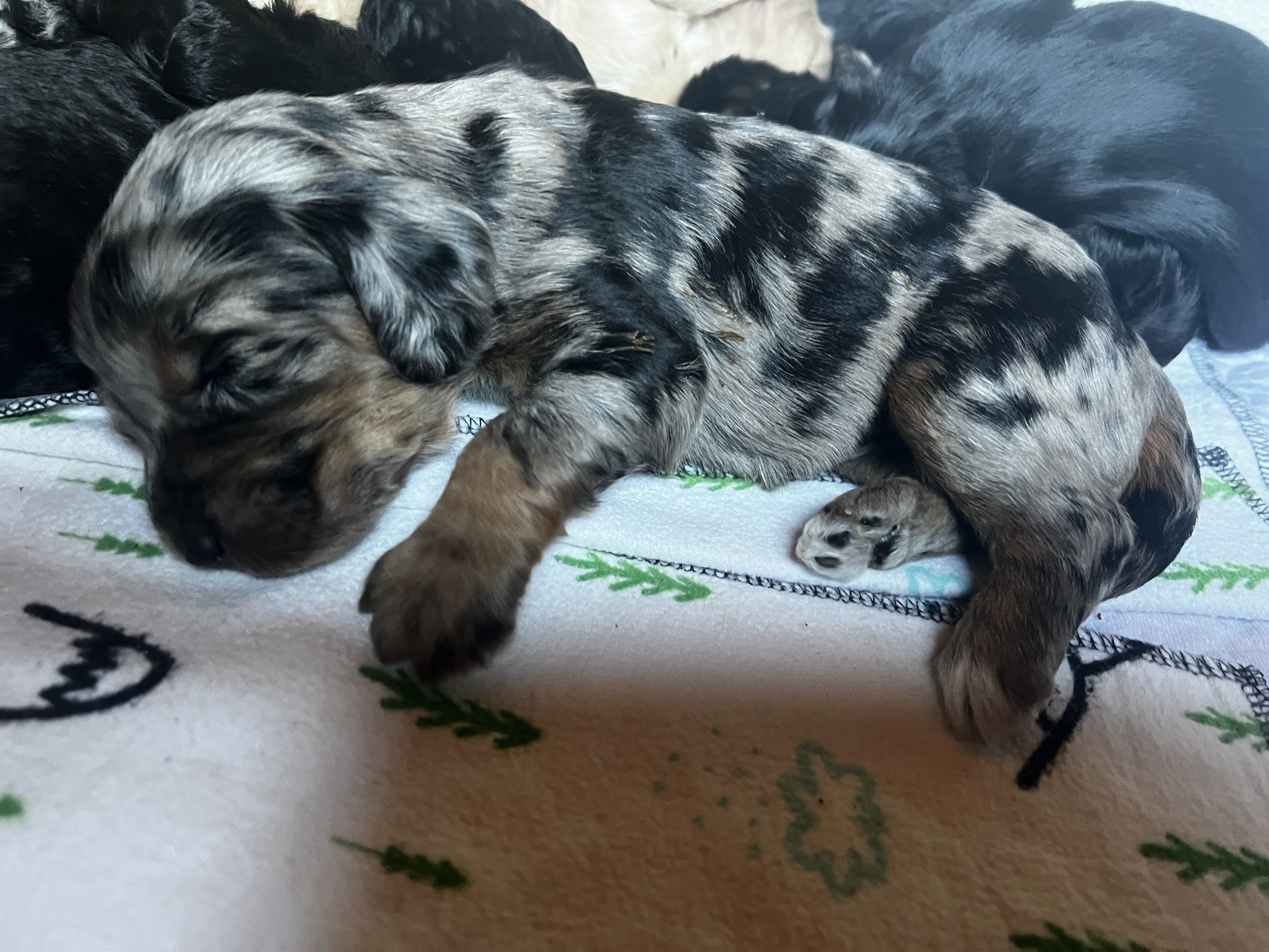 Charlie, photo 3