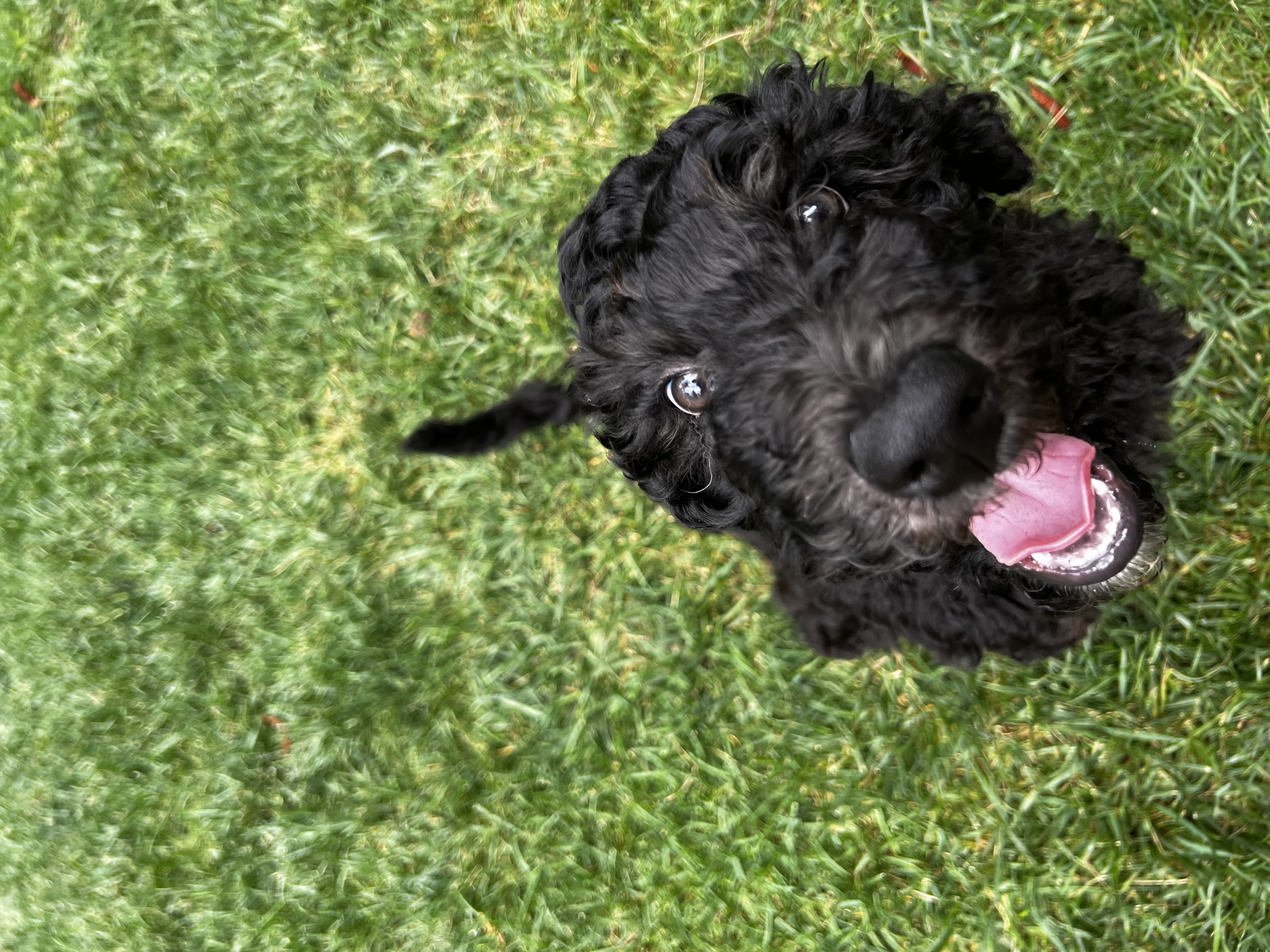 Bhodi, photo 8