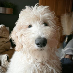 Willow