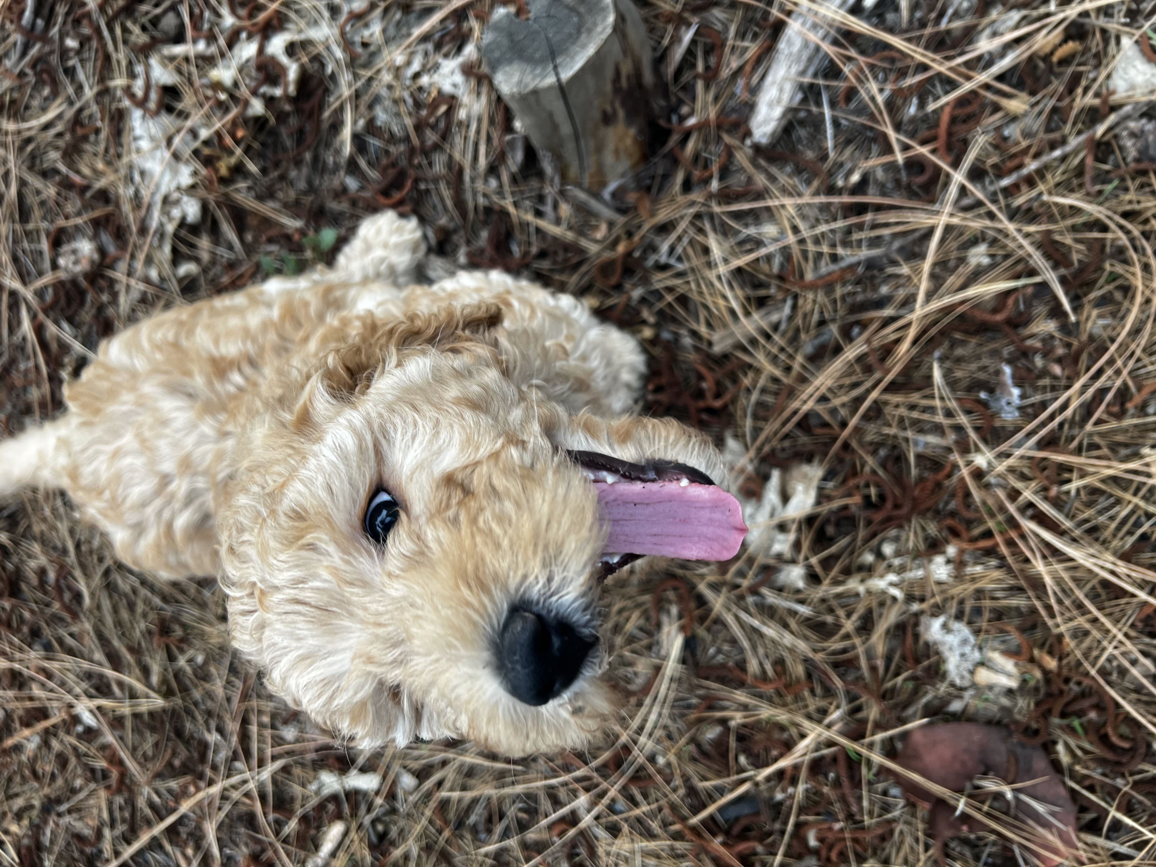 Millie, photo 9