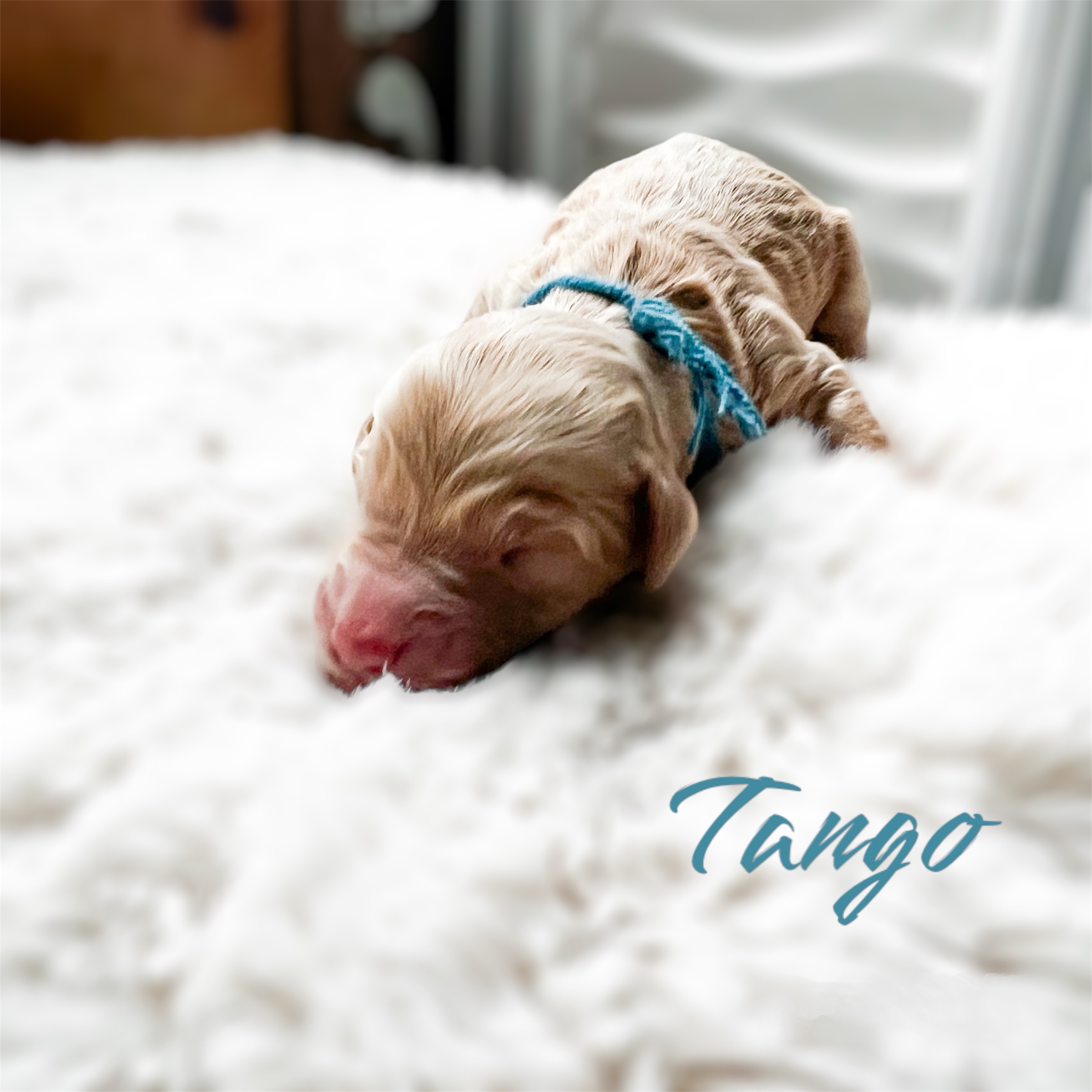 Tango, photo 3