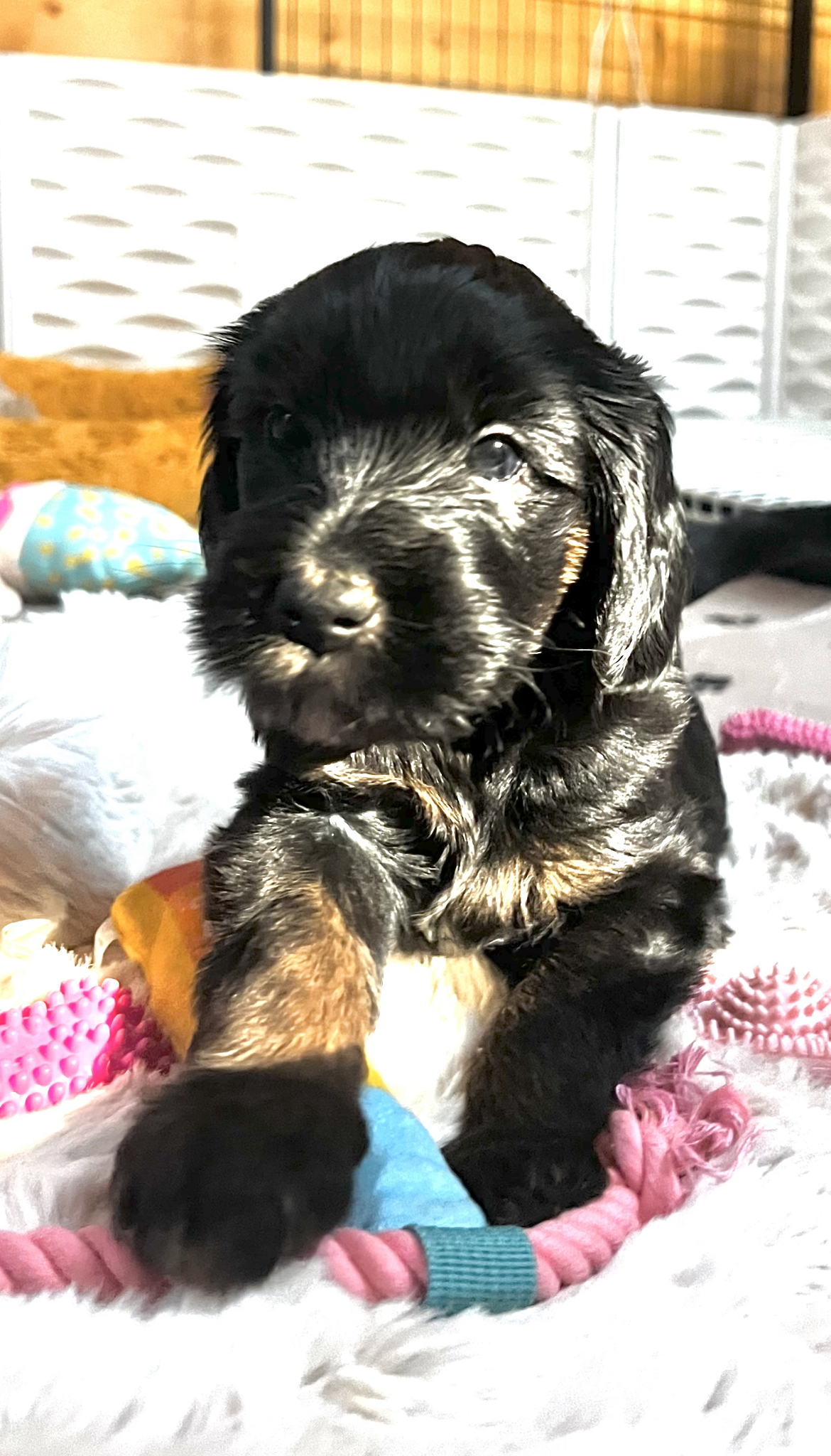 Finn, photo 5