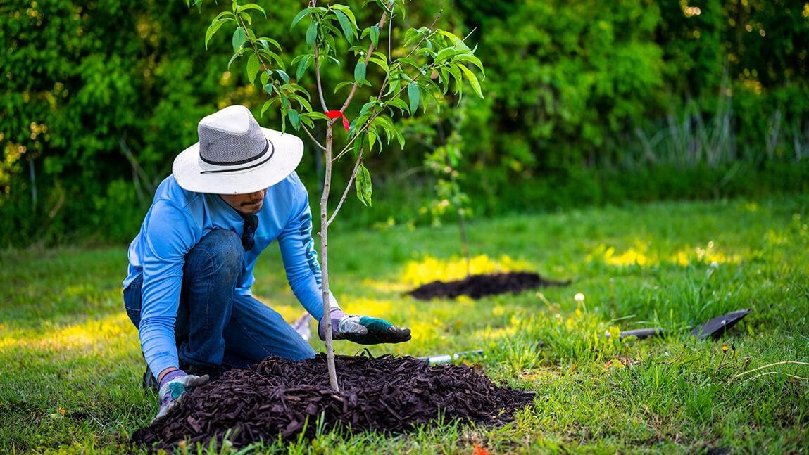 Investing in Forests: a Sustainable or a Passing Fad?