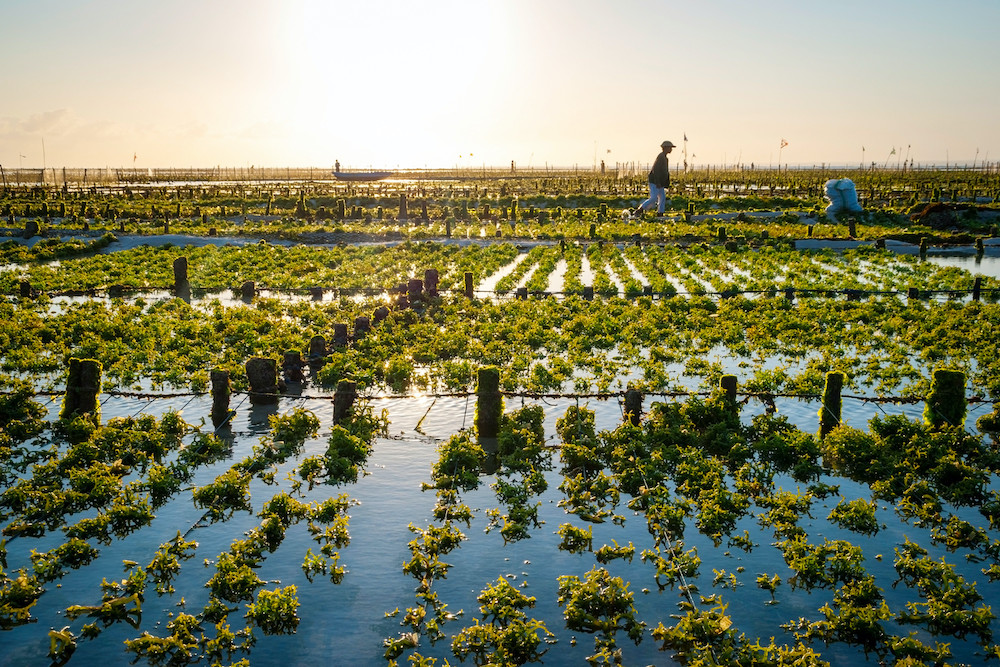 open system microalgae.jpg