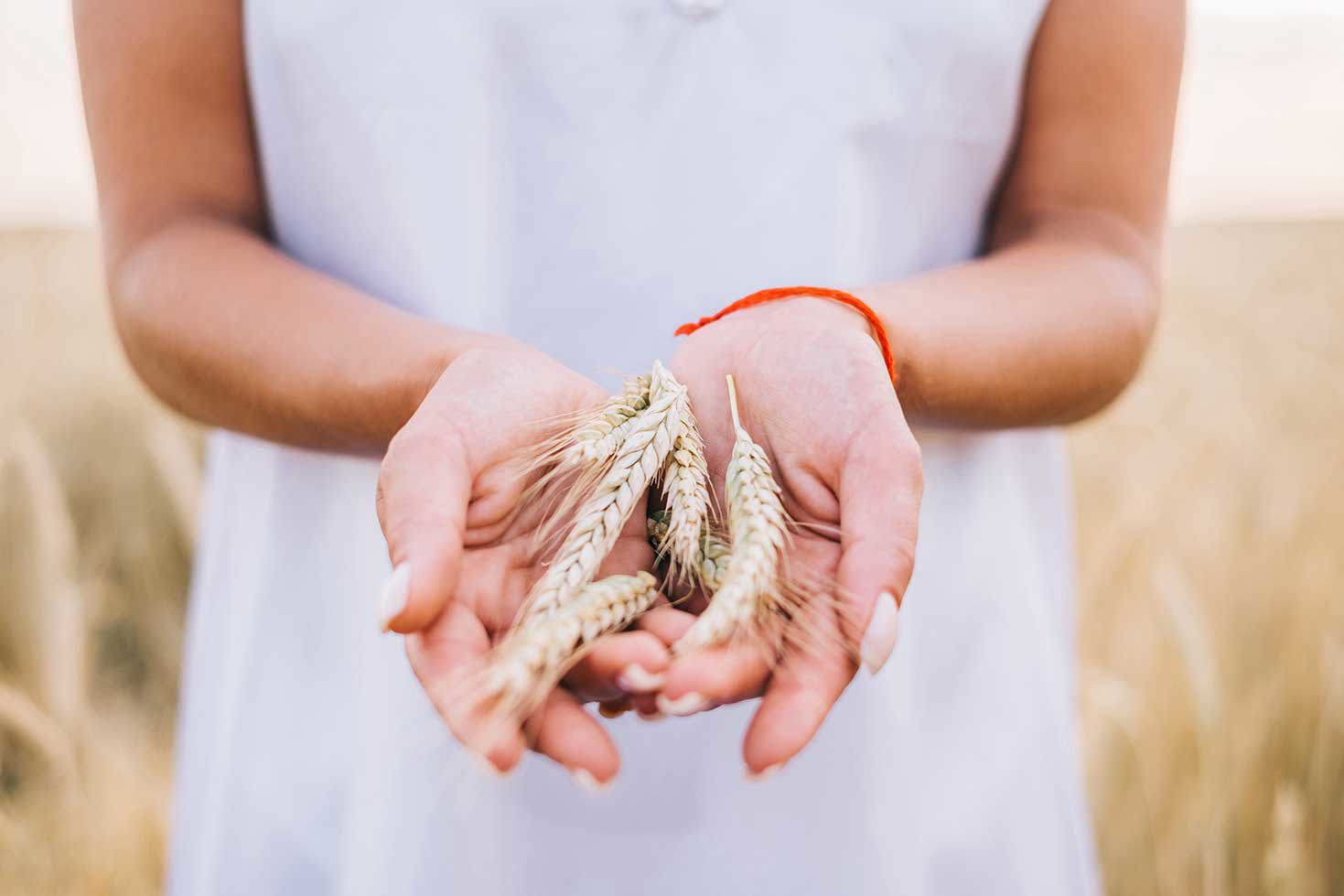 Hände, die Weizenähren in einem Feld halten, Symbol für Landwirtschaft und Ernte.